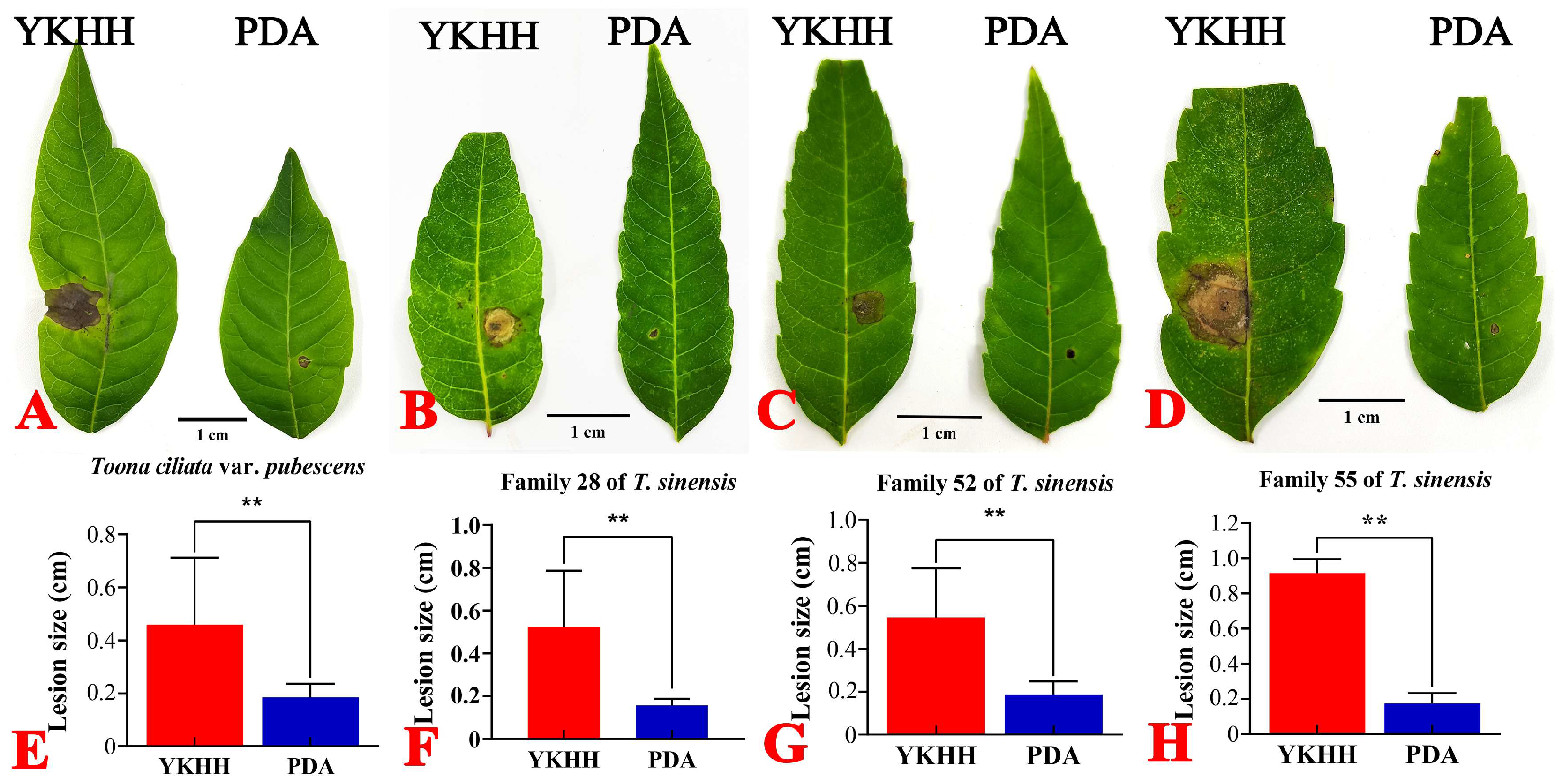 Horticulturae 11 00279 g004 Horticulturae 11 00279 g004