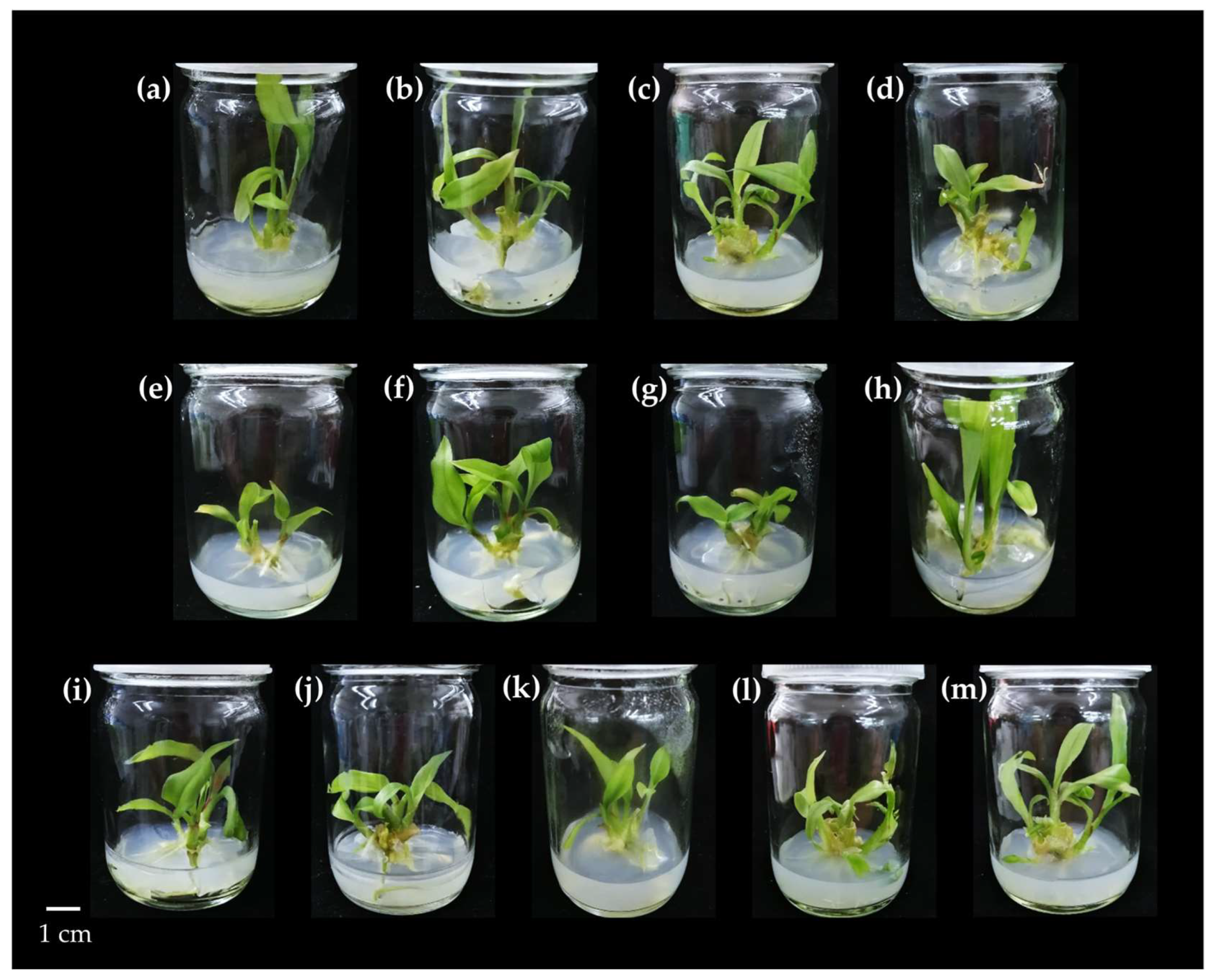 Horticulturae 11 00281 g001 Horticulturae 11 00281 g001
