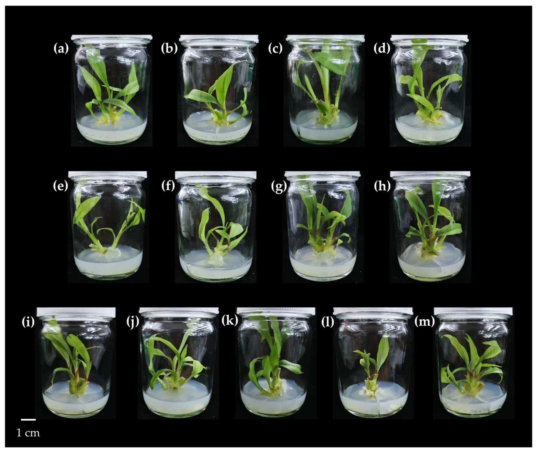 Horticulturae 11 00281 g002 Horticulturae 11 00281 g002