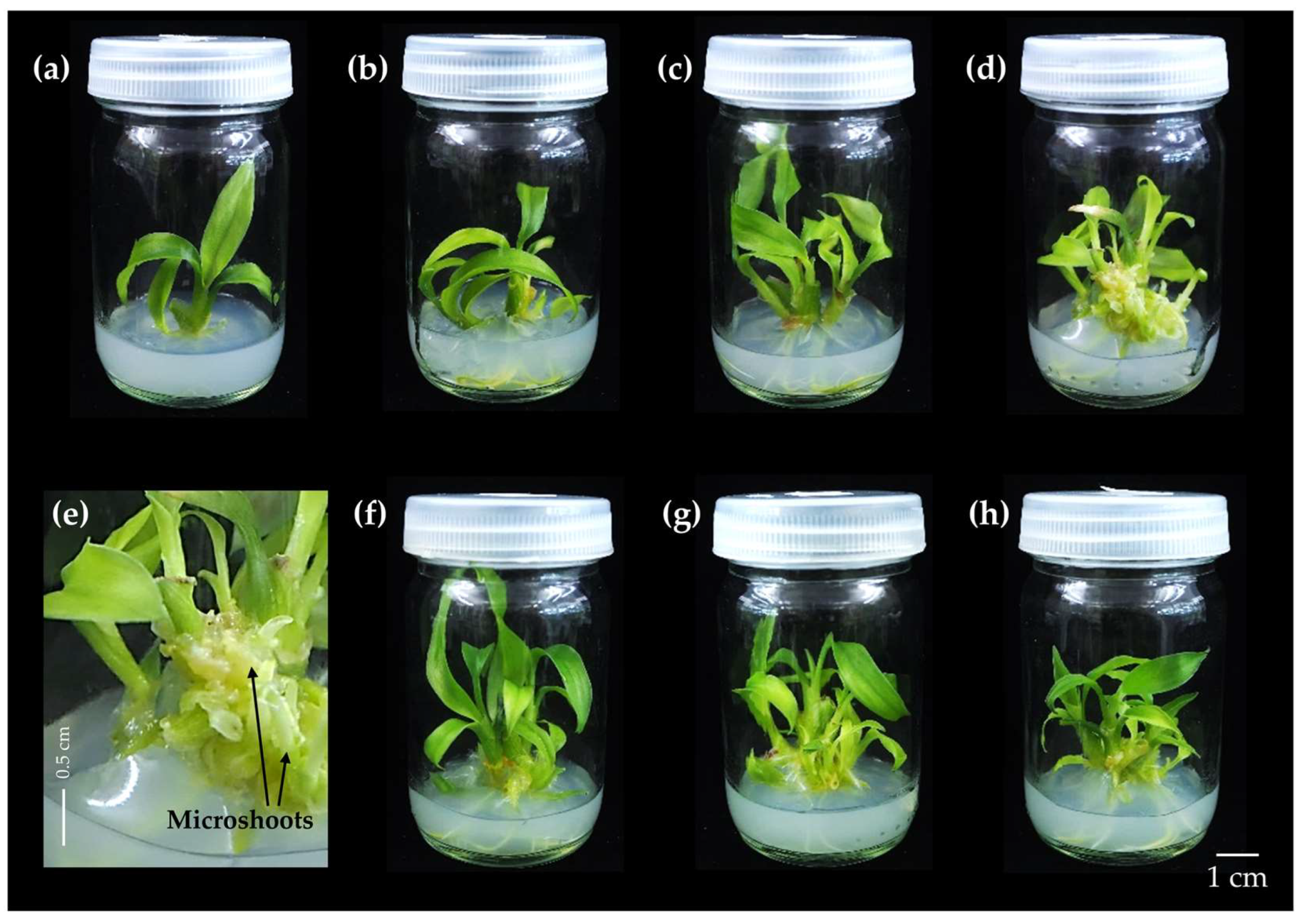 Horticulturae 11 00281 g004 Horticulturae 11 00281 g004