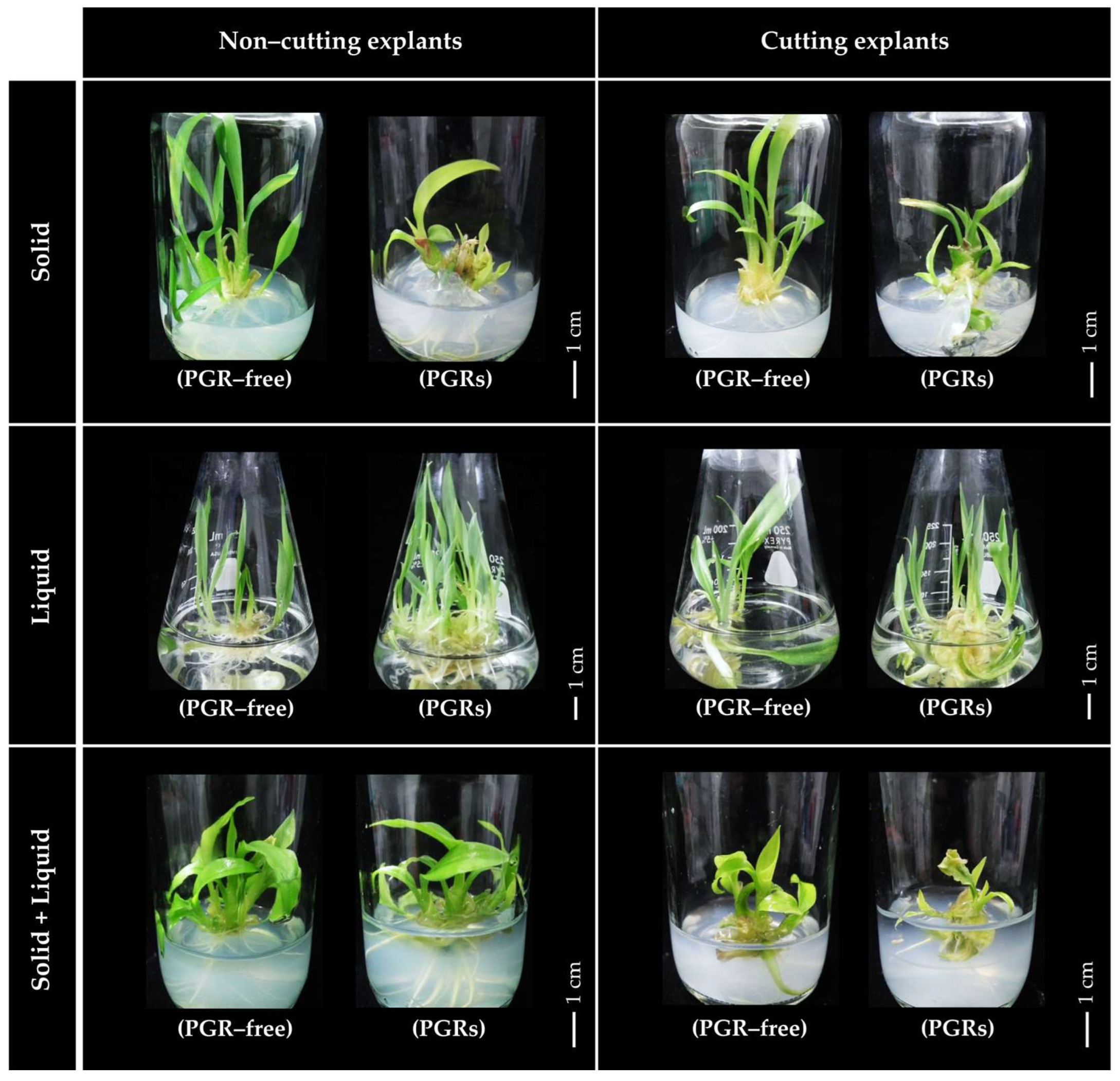 Horticulturae 11 00281 g007 Horticulturae 11 00281 g007