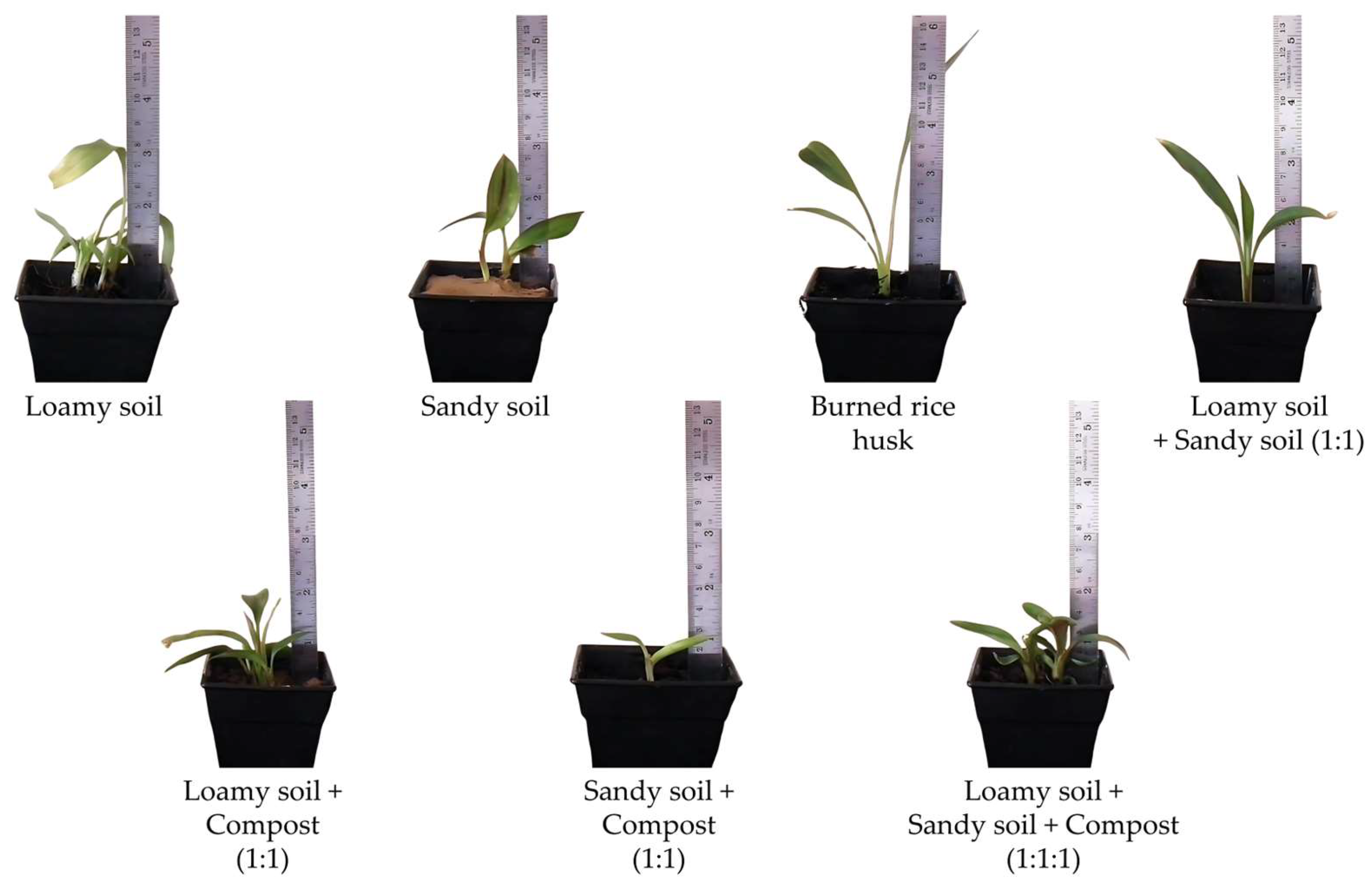 Horticulturae 11 00281 g008 Horticulturae 11 00281 g008