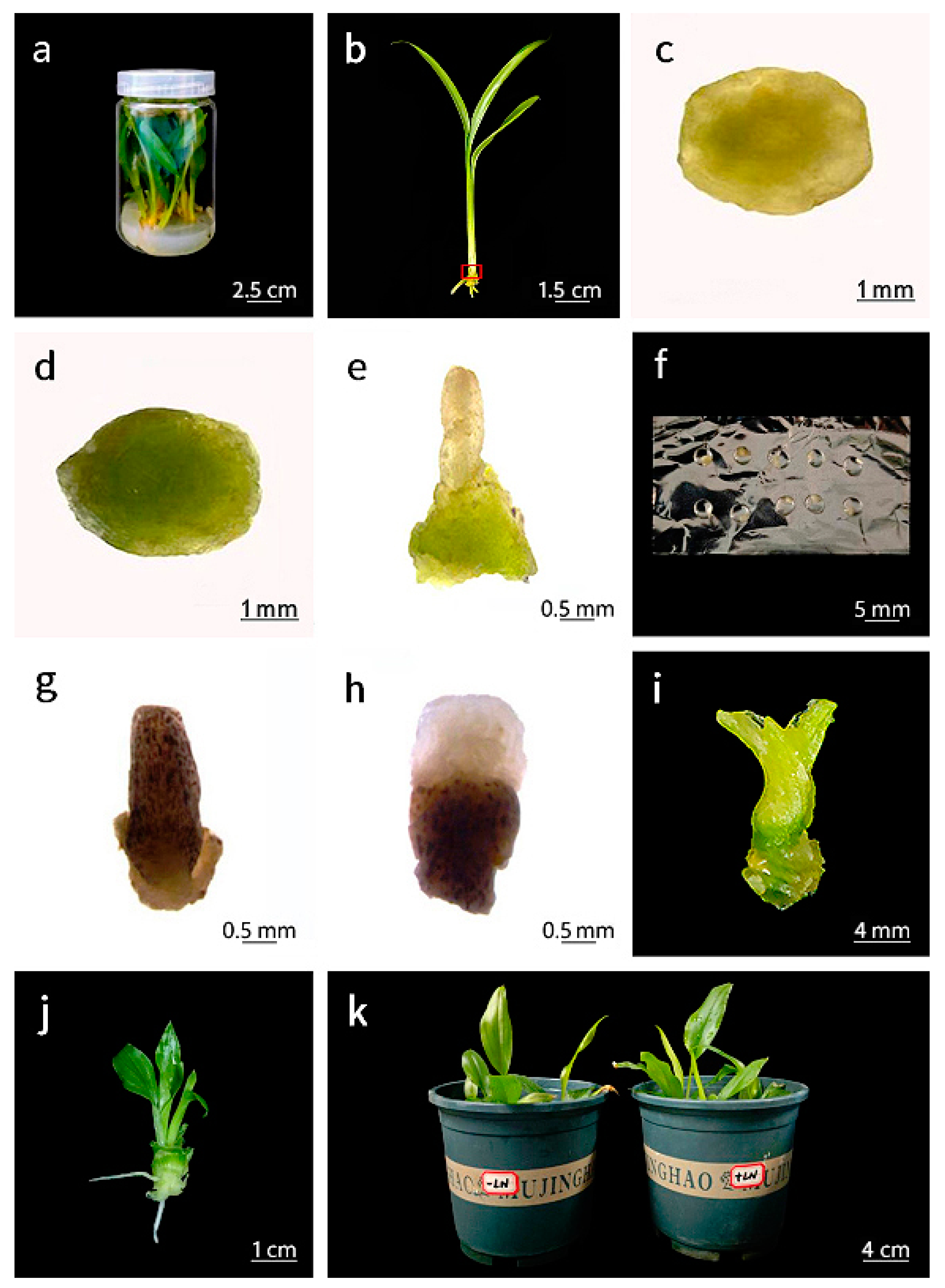 Horticulturae 11 00283 g001