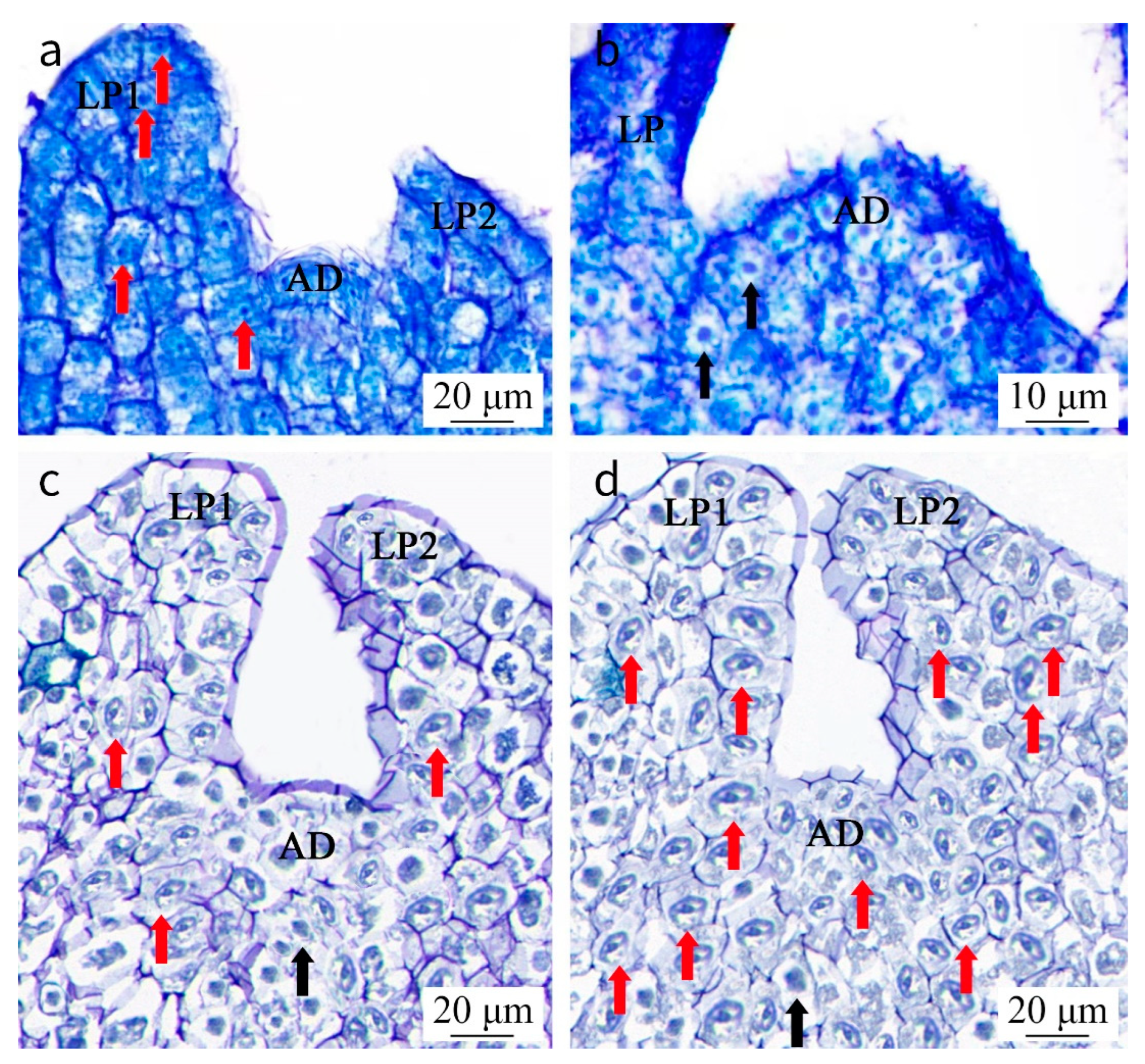 Horticulturae 11 00283 g005