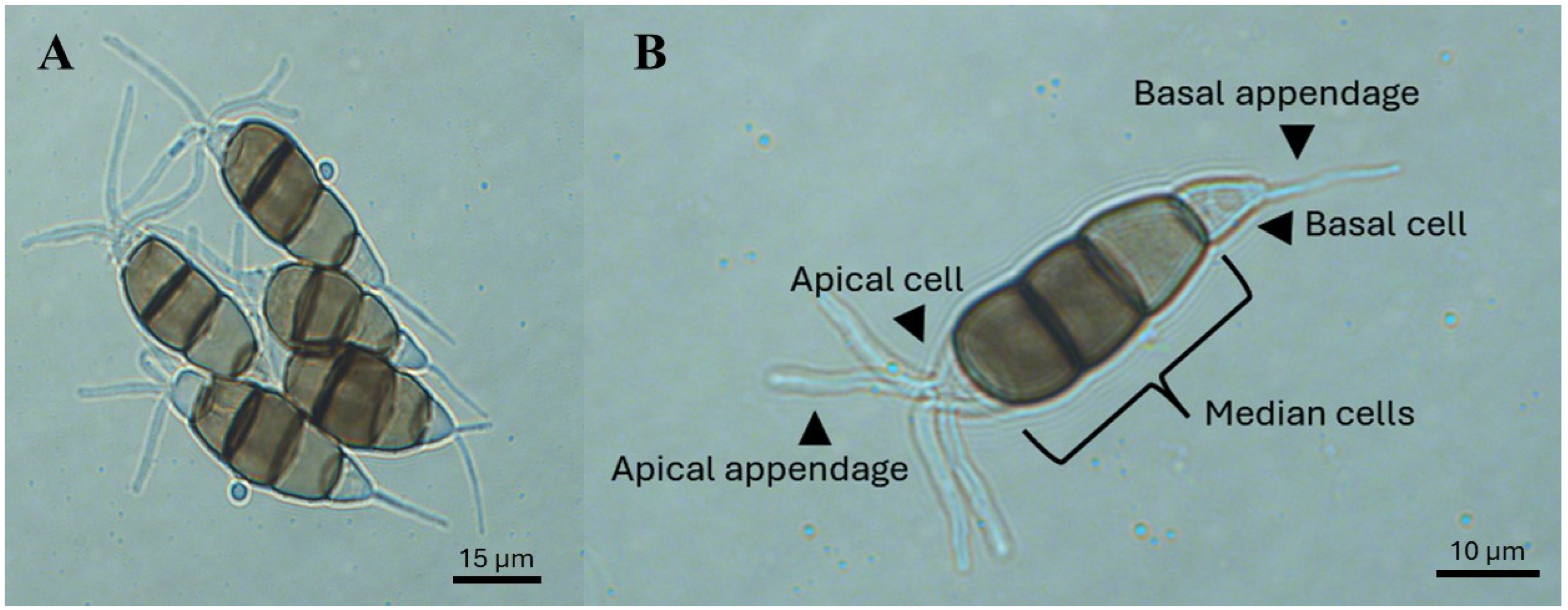 Horticulturae 11 00288 g004