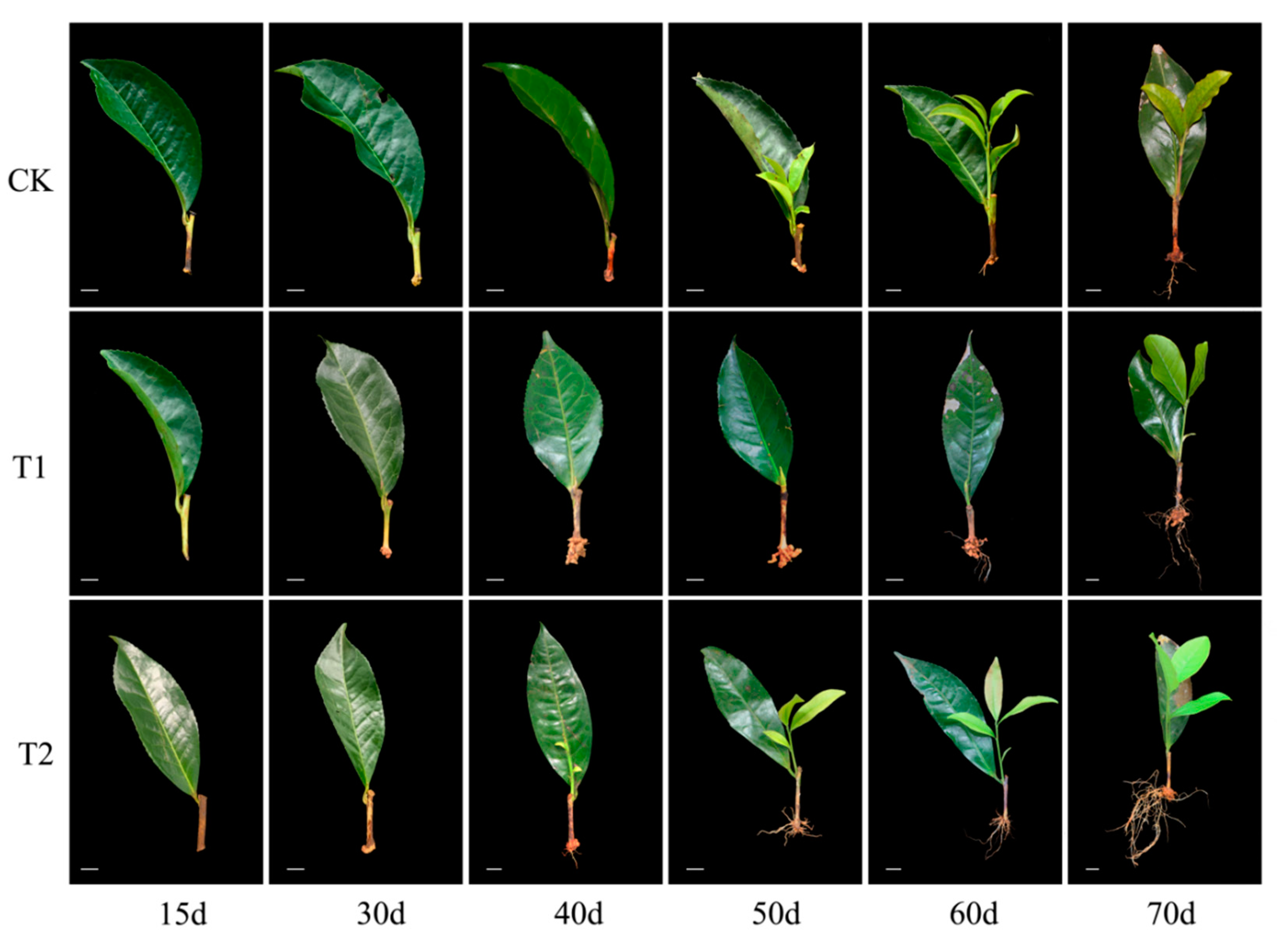 Horticulturae 11 00289 g001