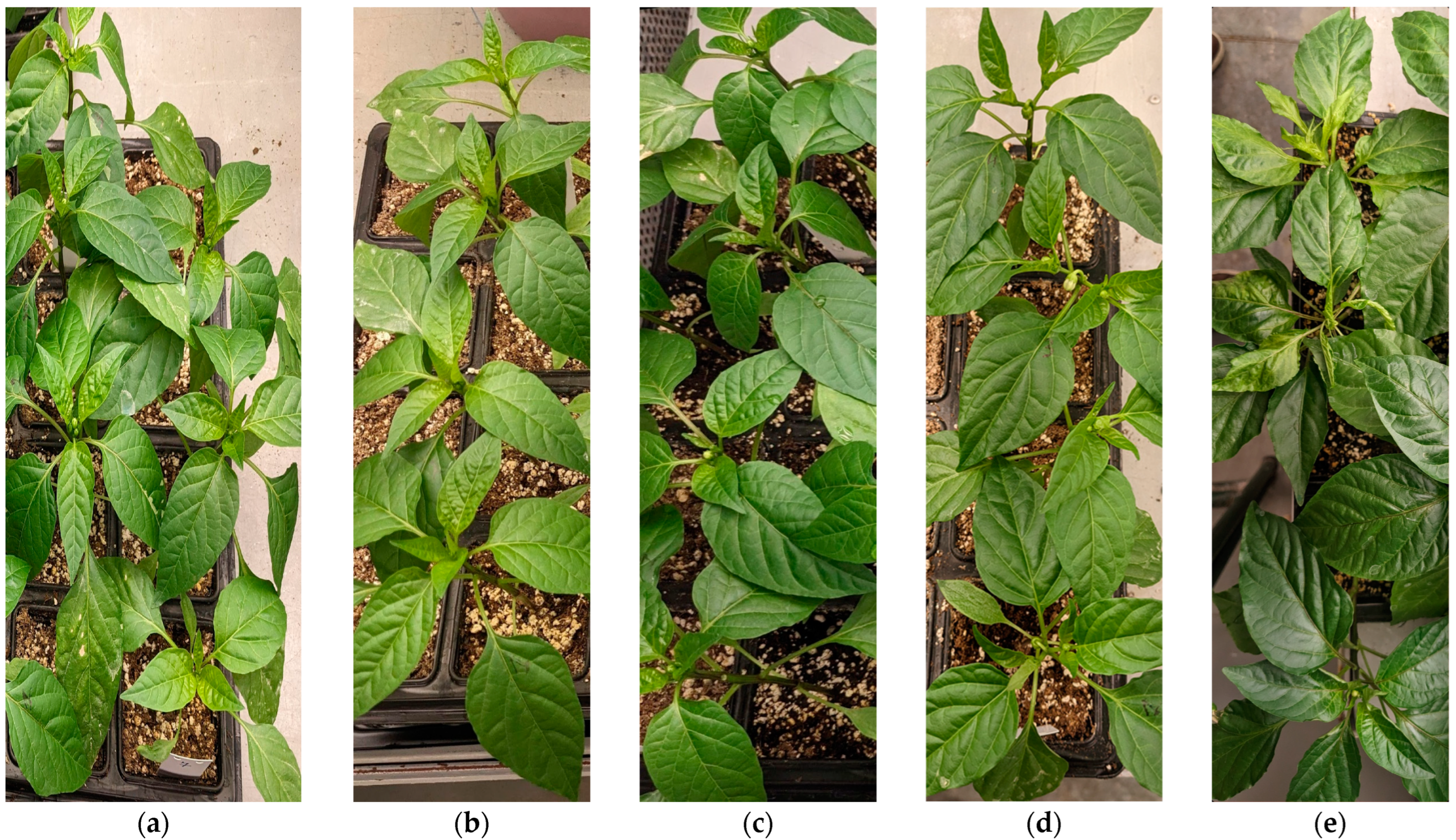 Horticulturae 11 00293 g005