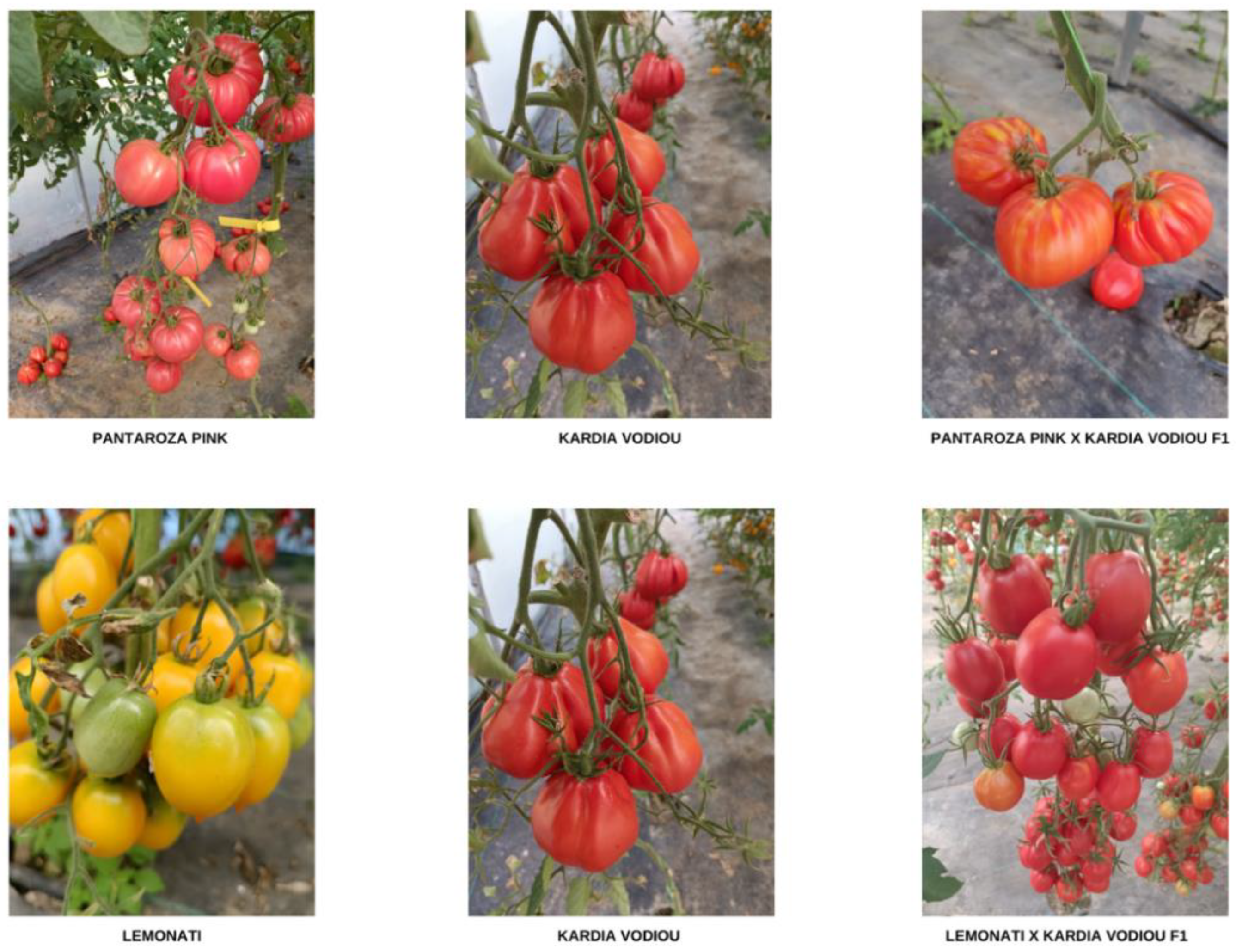 Horticulturae 11 00296 g001