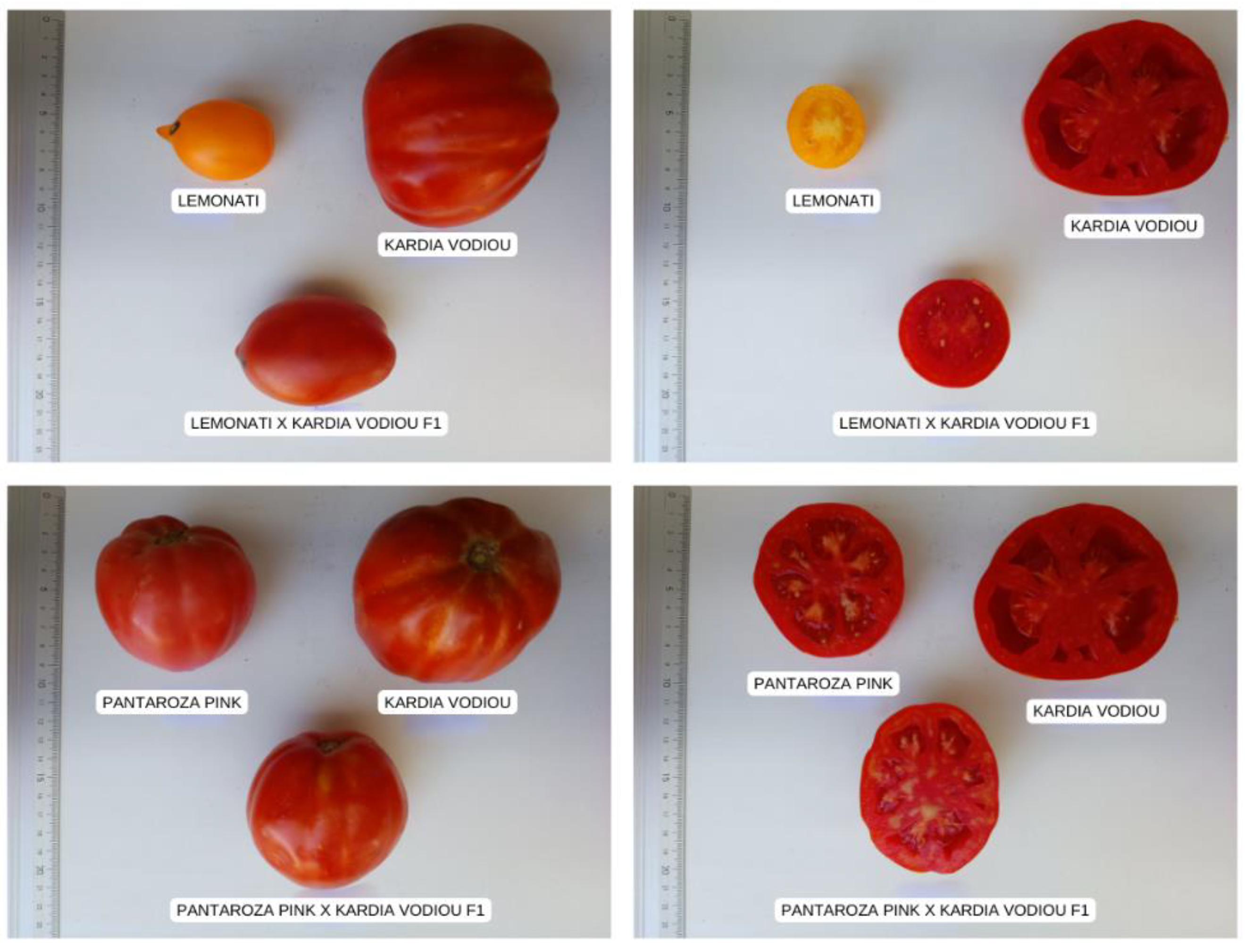 Horticulturae 11 00296 g002