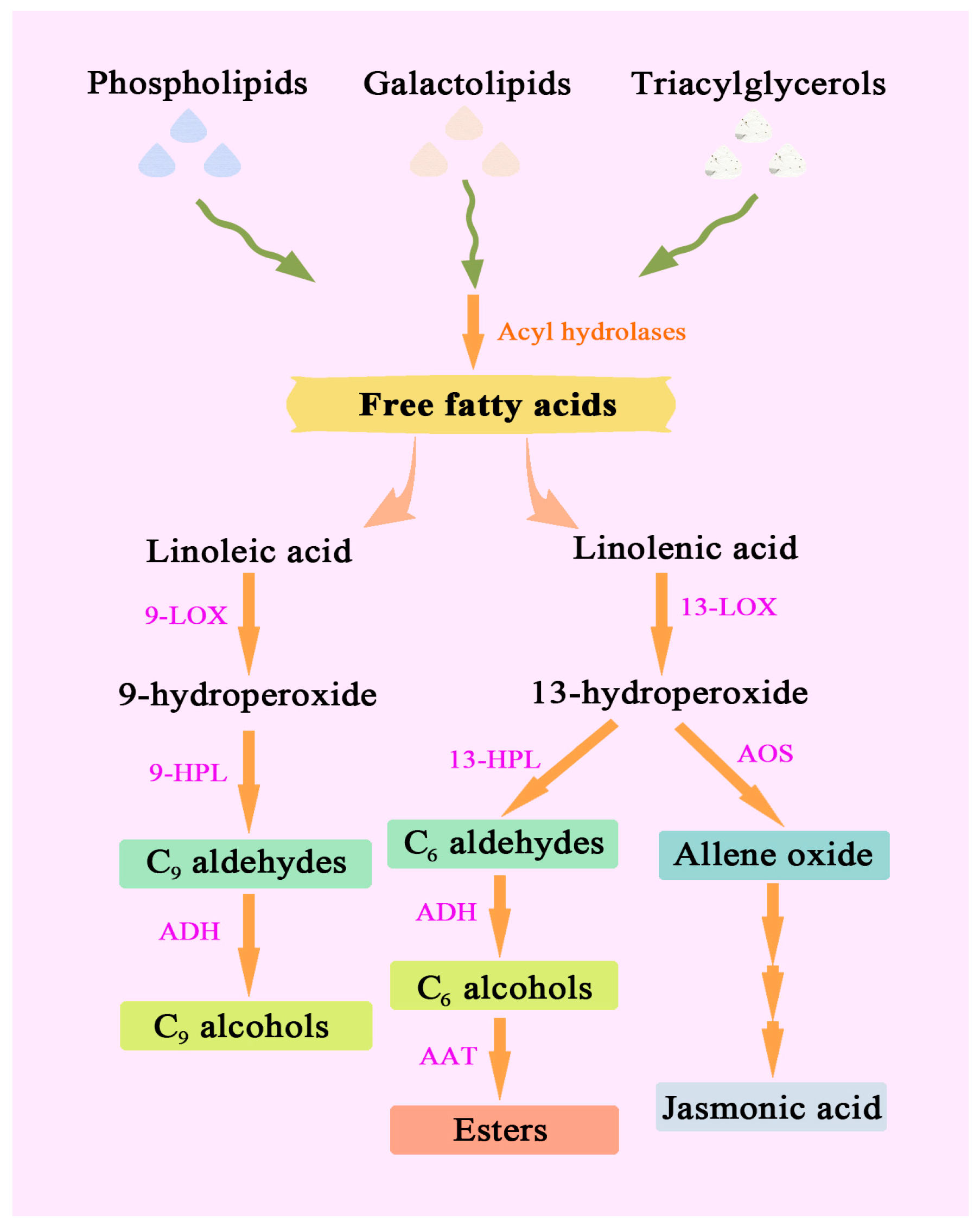 Horticulturae 11 00310 g002