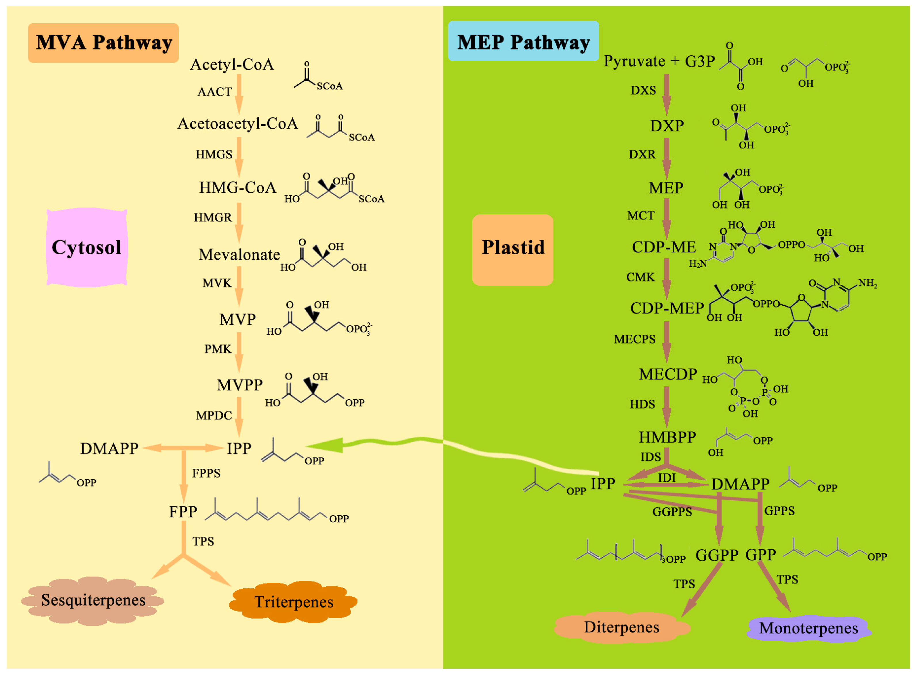 Horticulturae 11 00310 g004