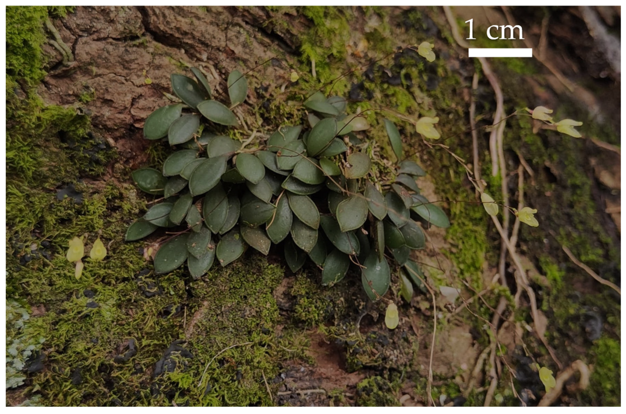 Horticulturae 11 00311 g001