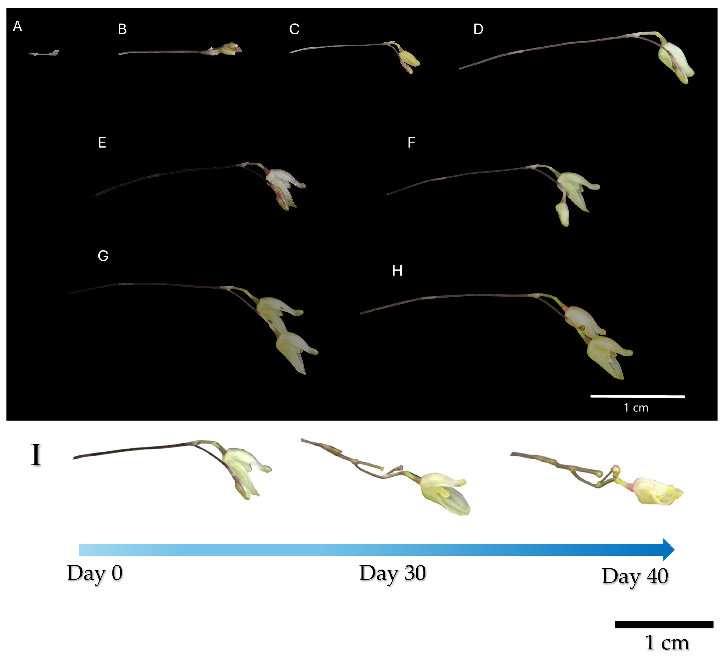 Horticulturae 11 00311 g003