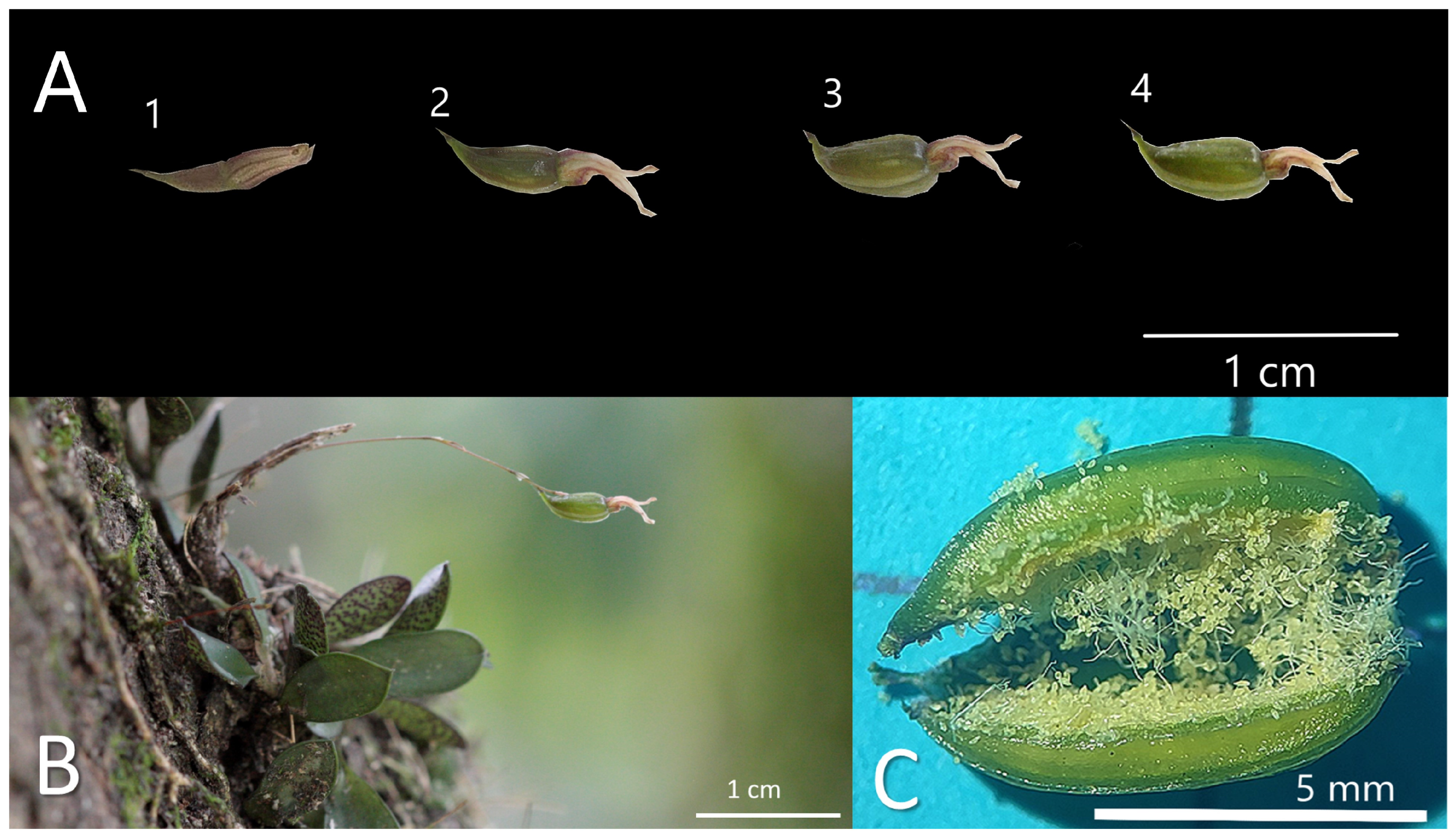 Horticulturae 11 00311 g004