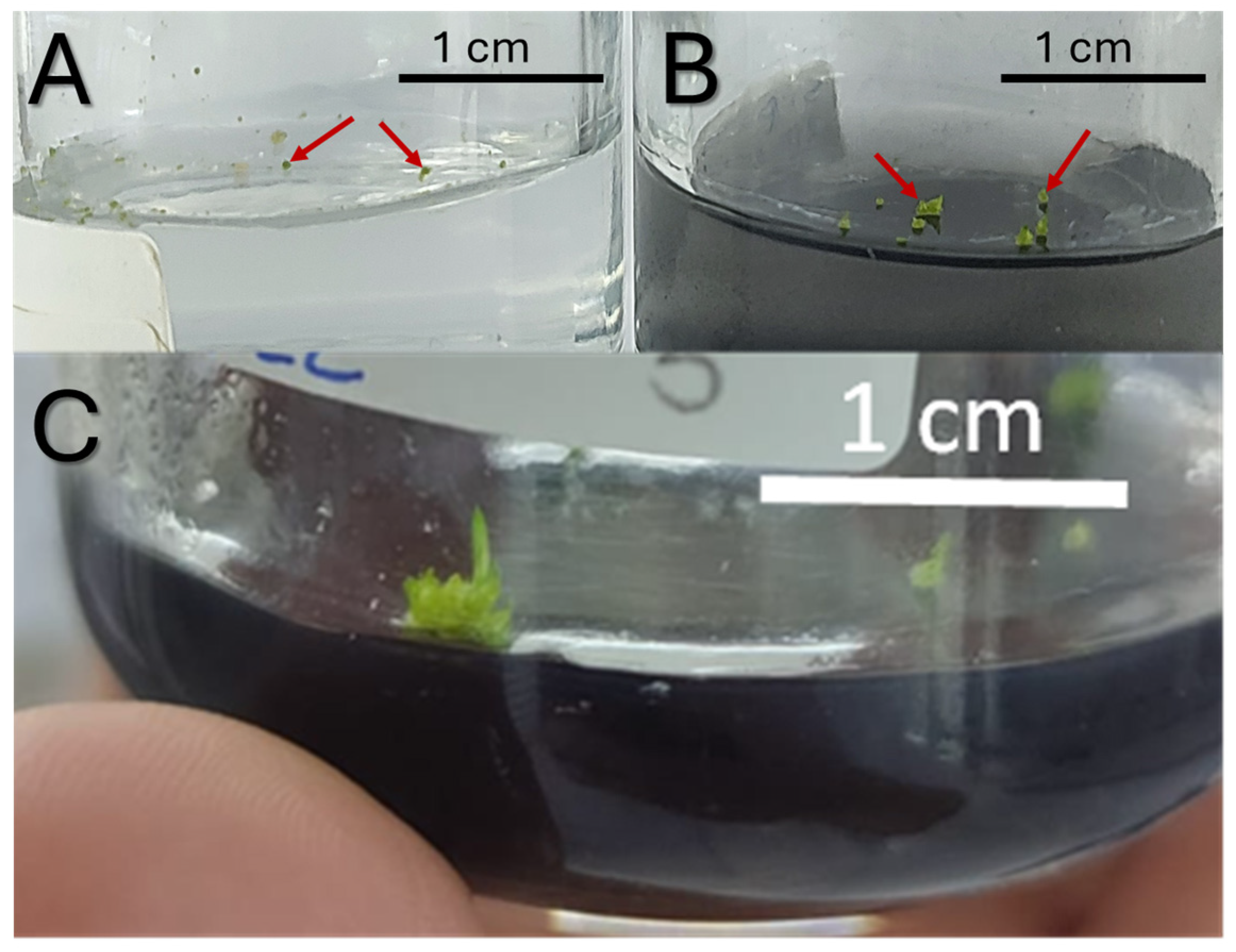 Horticulturae 11 00311 g006