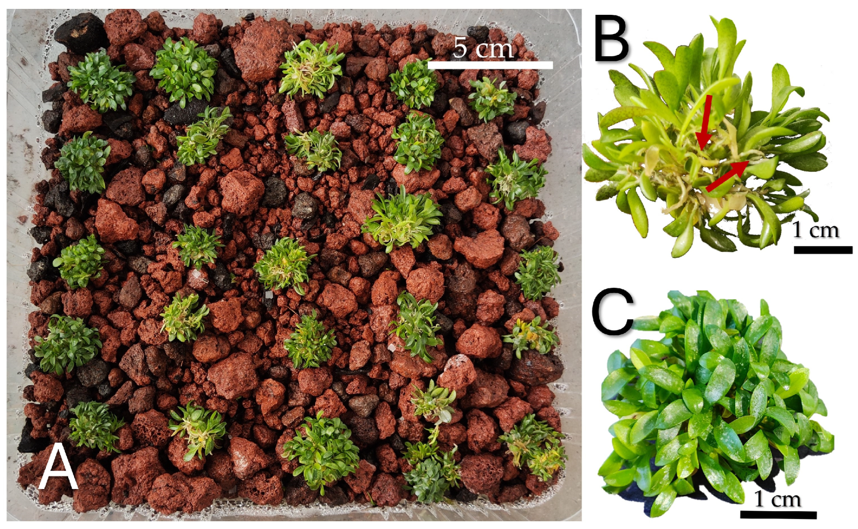 Horticulturae 11 00311 g008