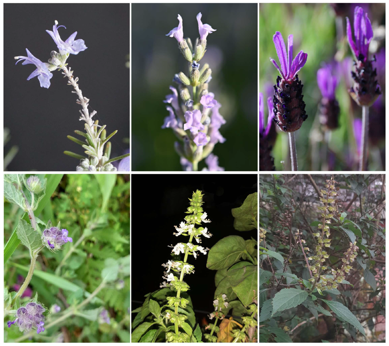 Horticulturae 11 00315 g001