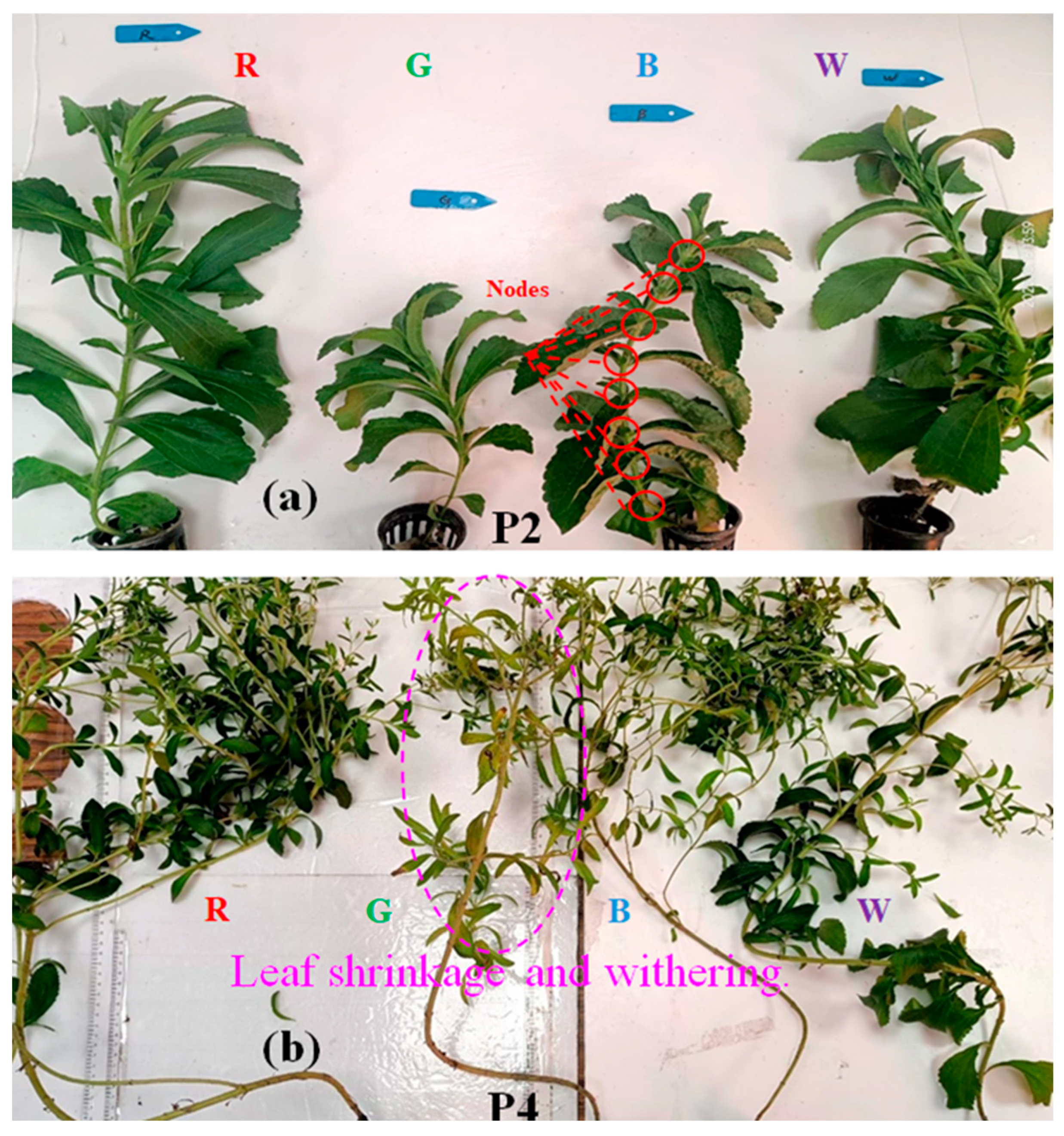 Horticulturae 11 00316 g004