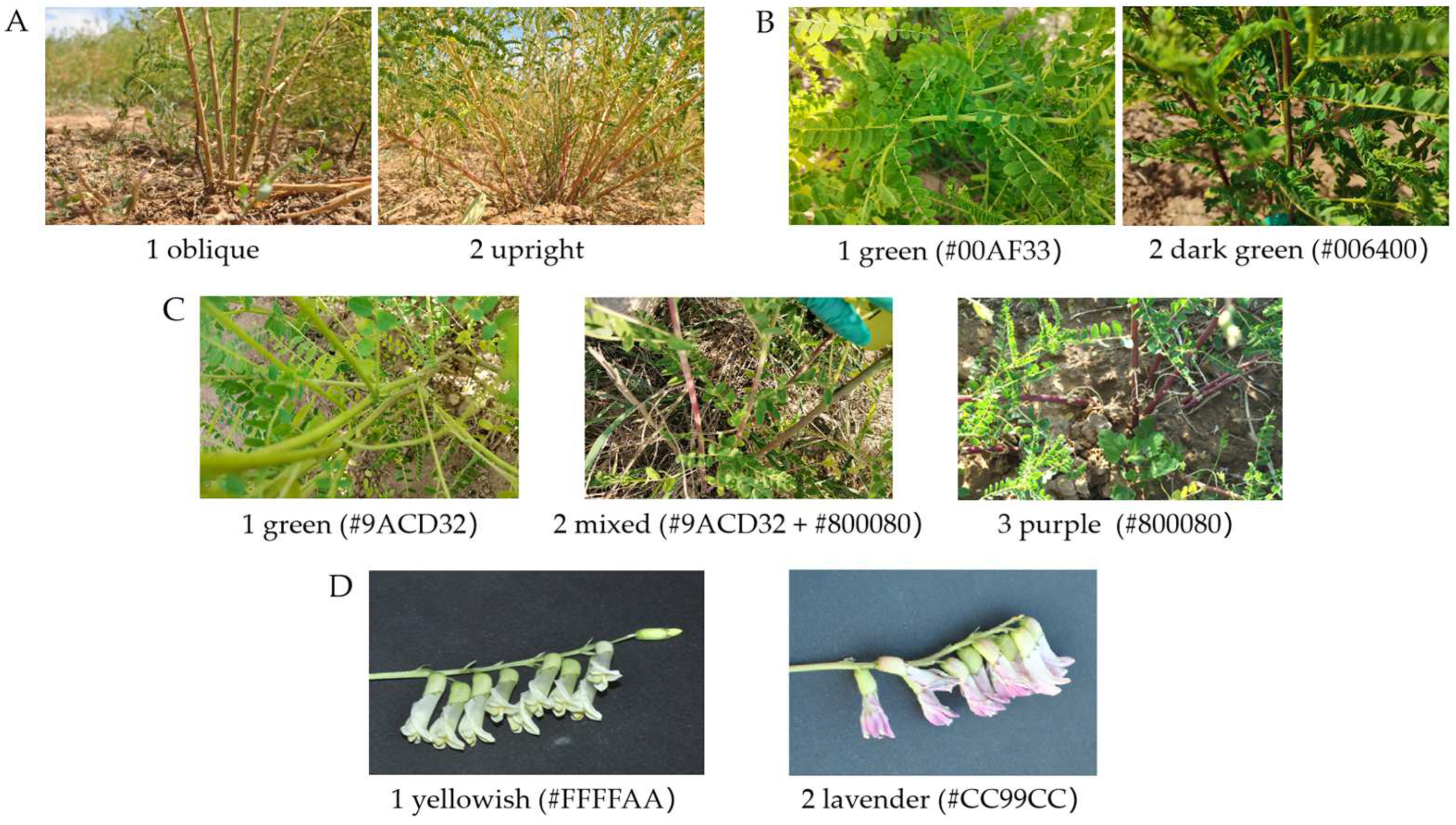 Horticulturae 11 00317 g001