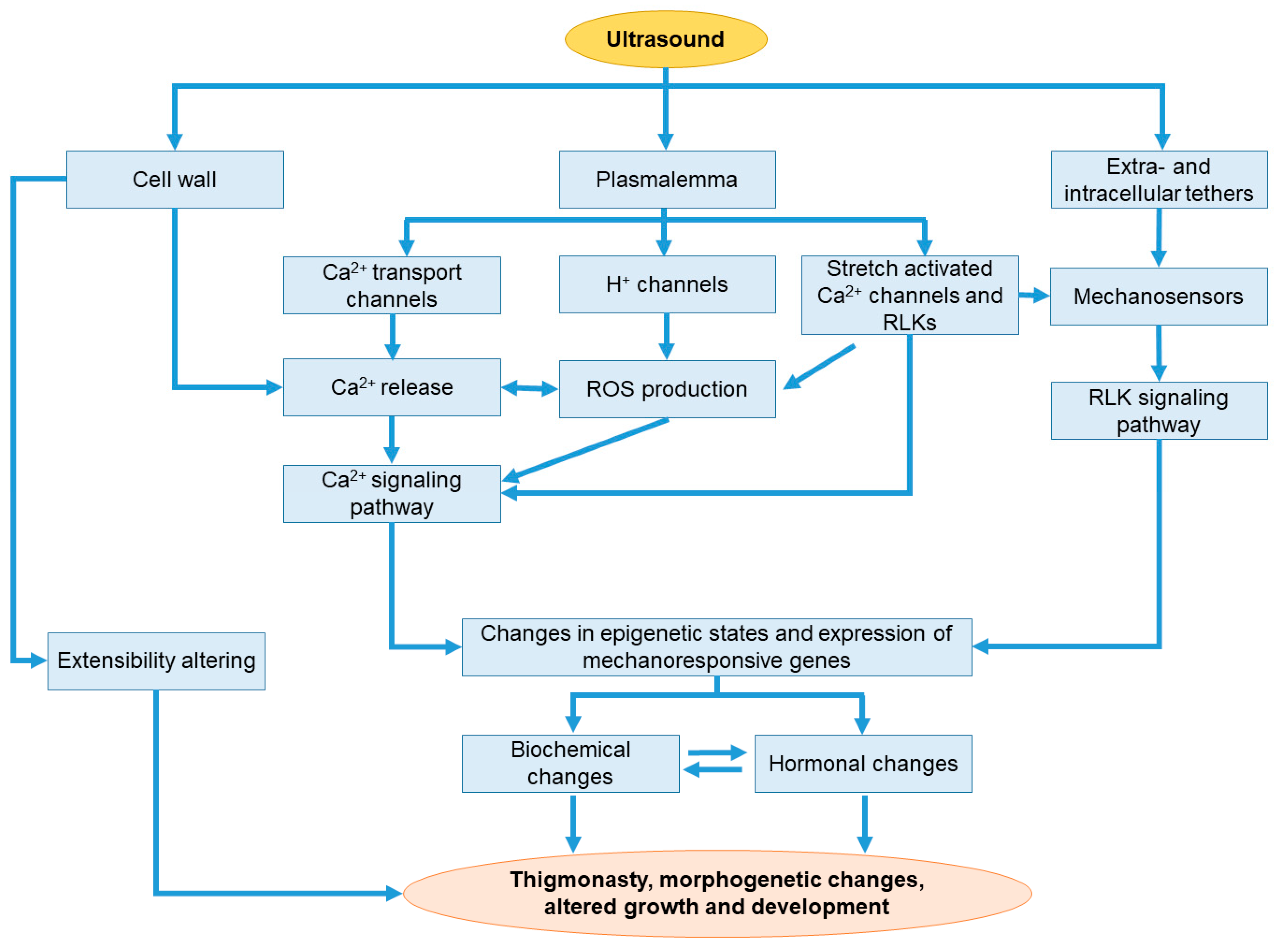 Horticulturae 11 00318 g001 Horticulturae 11 00318 g001