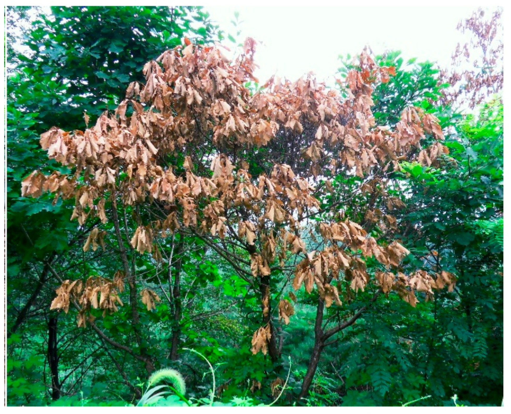 Horticulturae 11 00325 g001