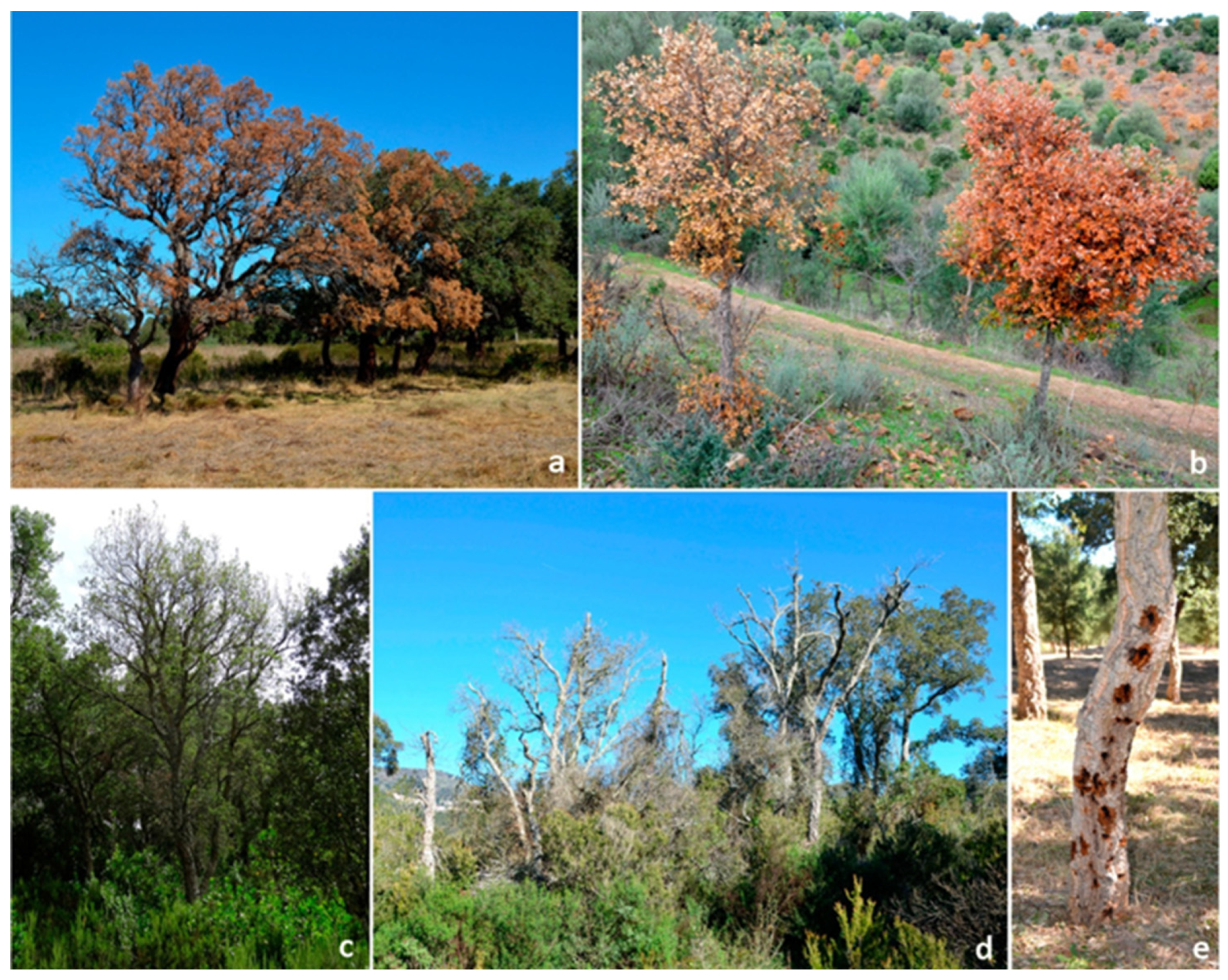 Horticulturae 11 00325 g002