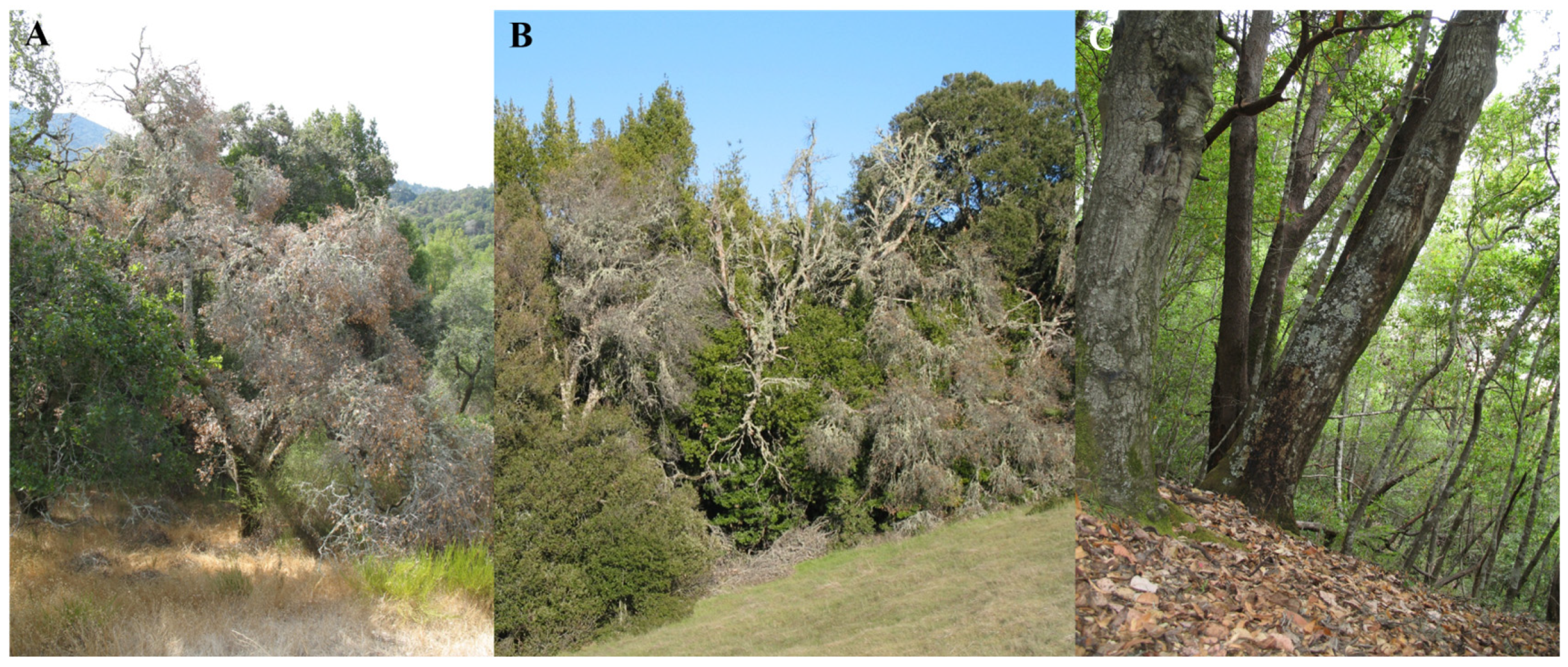 Horticulturae 11 00325 g003