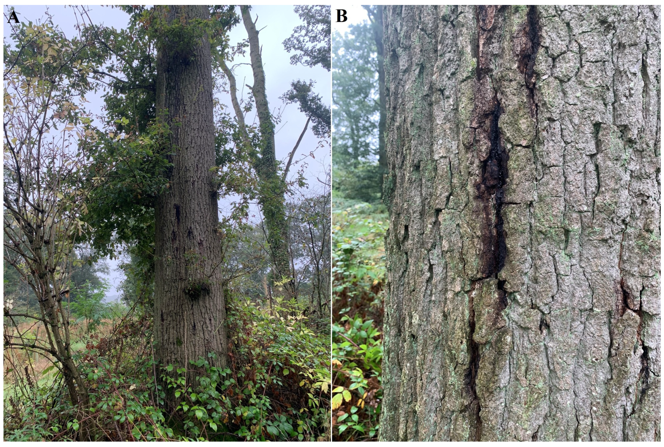 Horticulturae 11 00325 g005