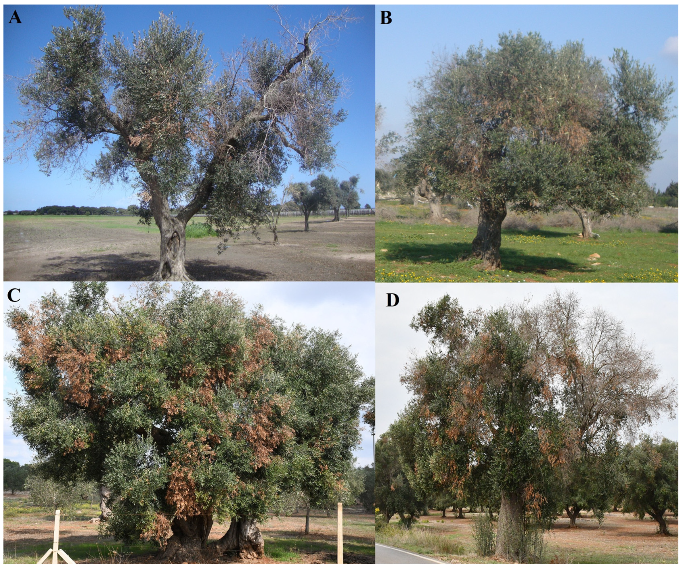 Horticulturae 11 00325 g006