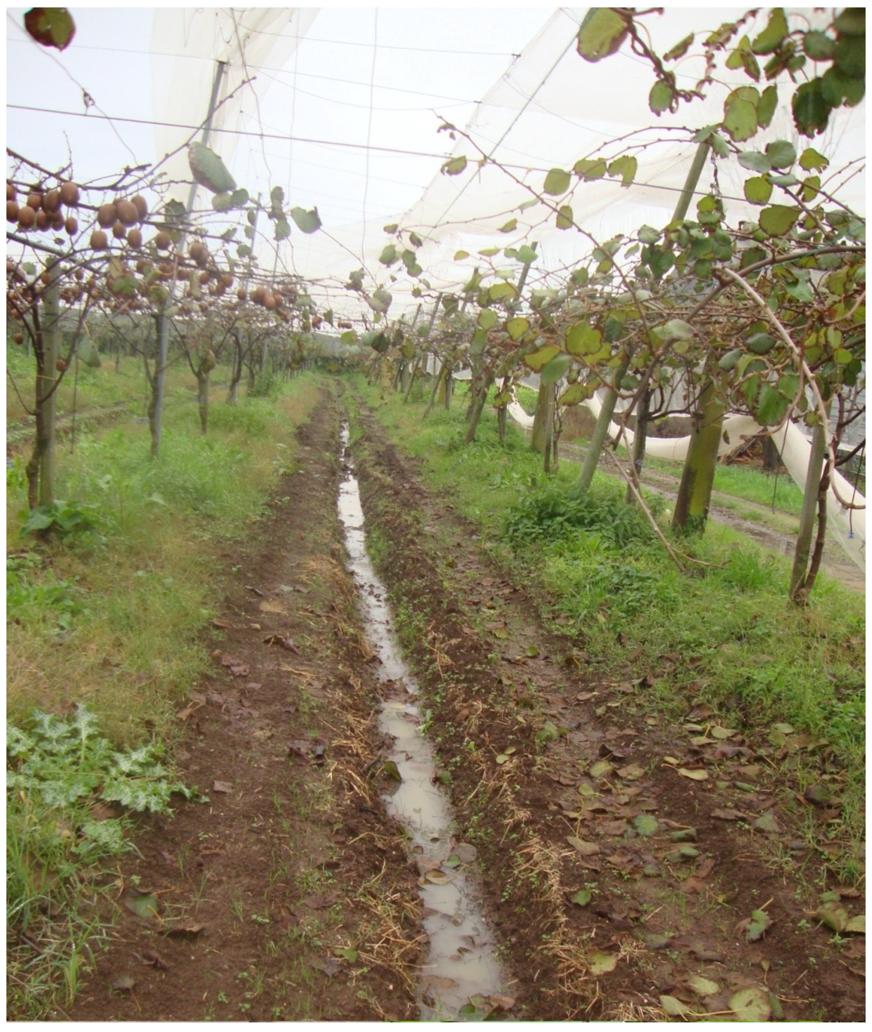 Horticulturae 11 00325 g007