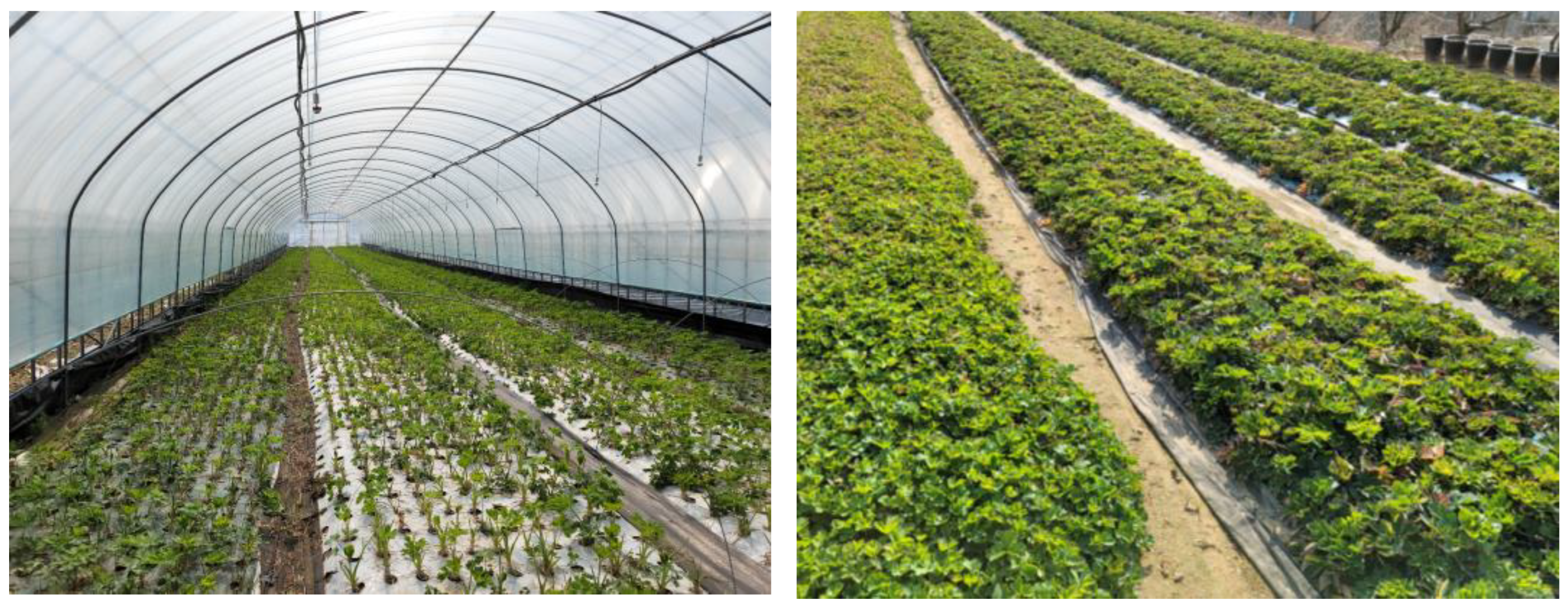 Horticulturae 11 00334 g001