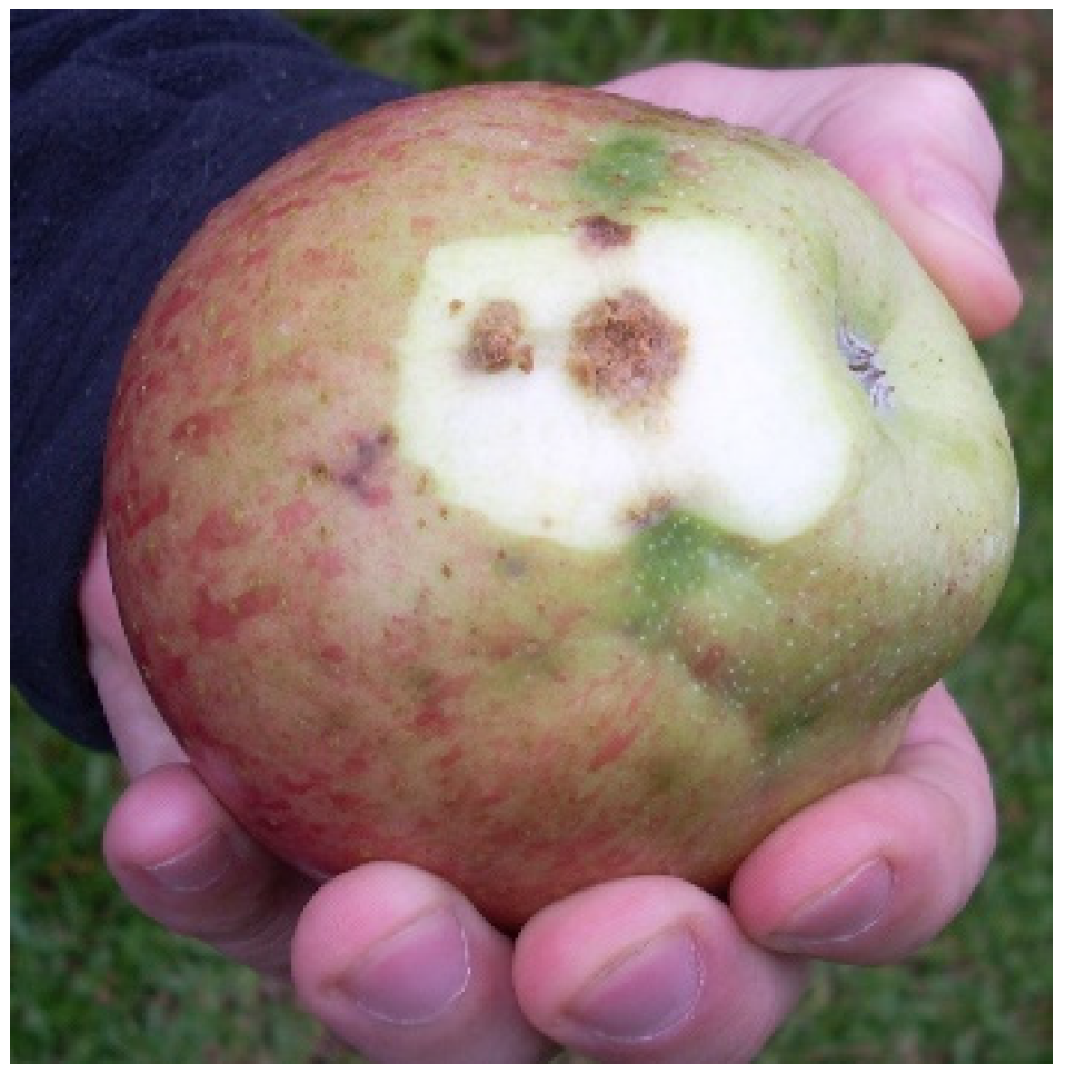 Horticulturae 11 00335 g001