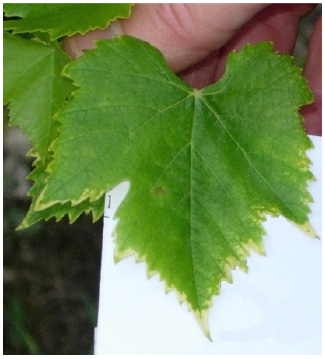 Horticulturae 11 00335 g002