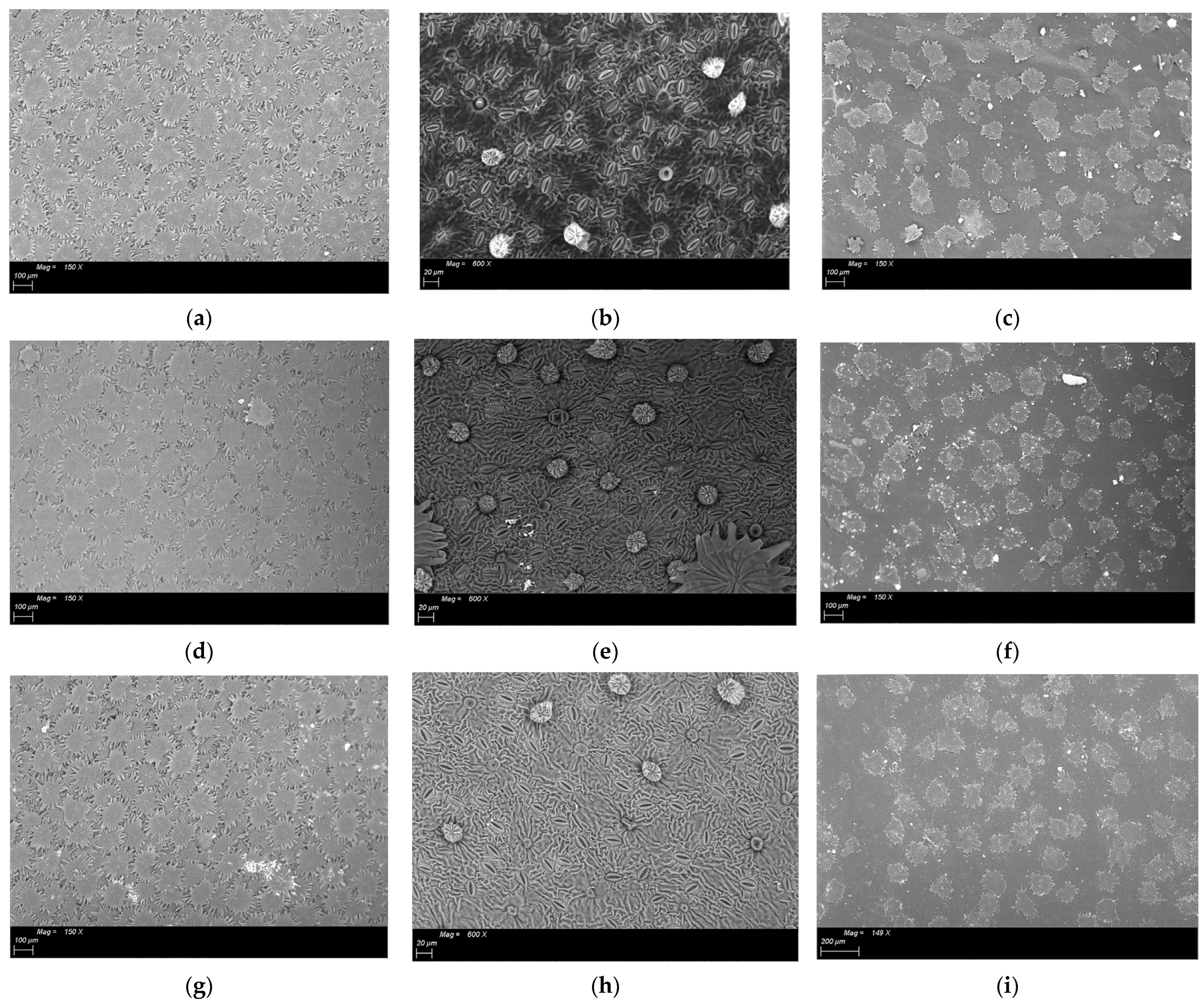 Horticulturae 11 00338 g002