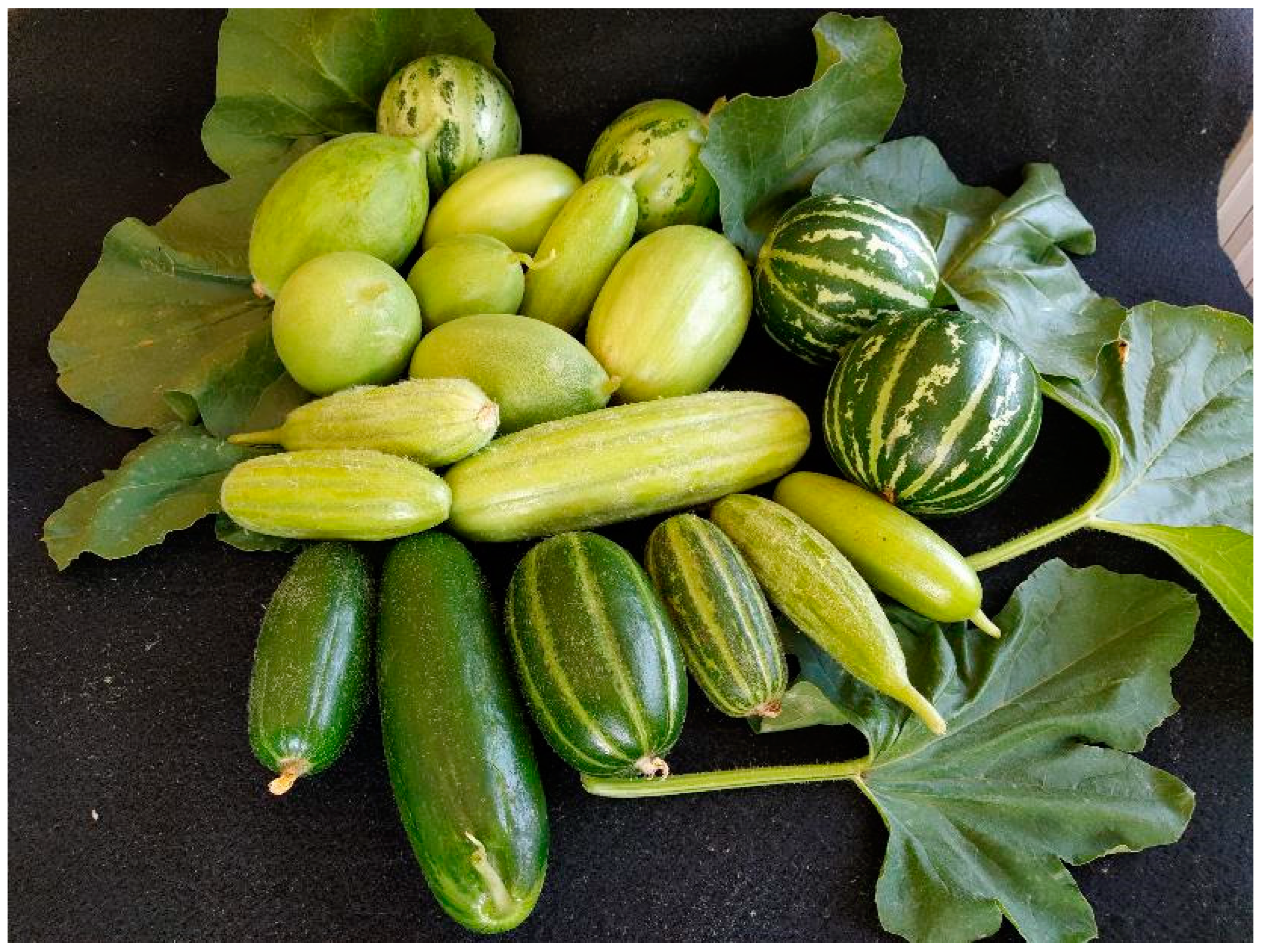 Horticulturae 11 00344 g001 Horticulturae 11 00344 g001