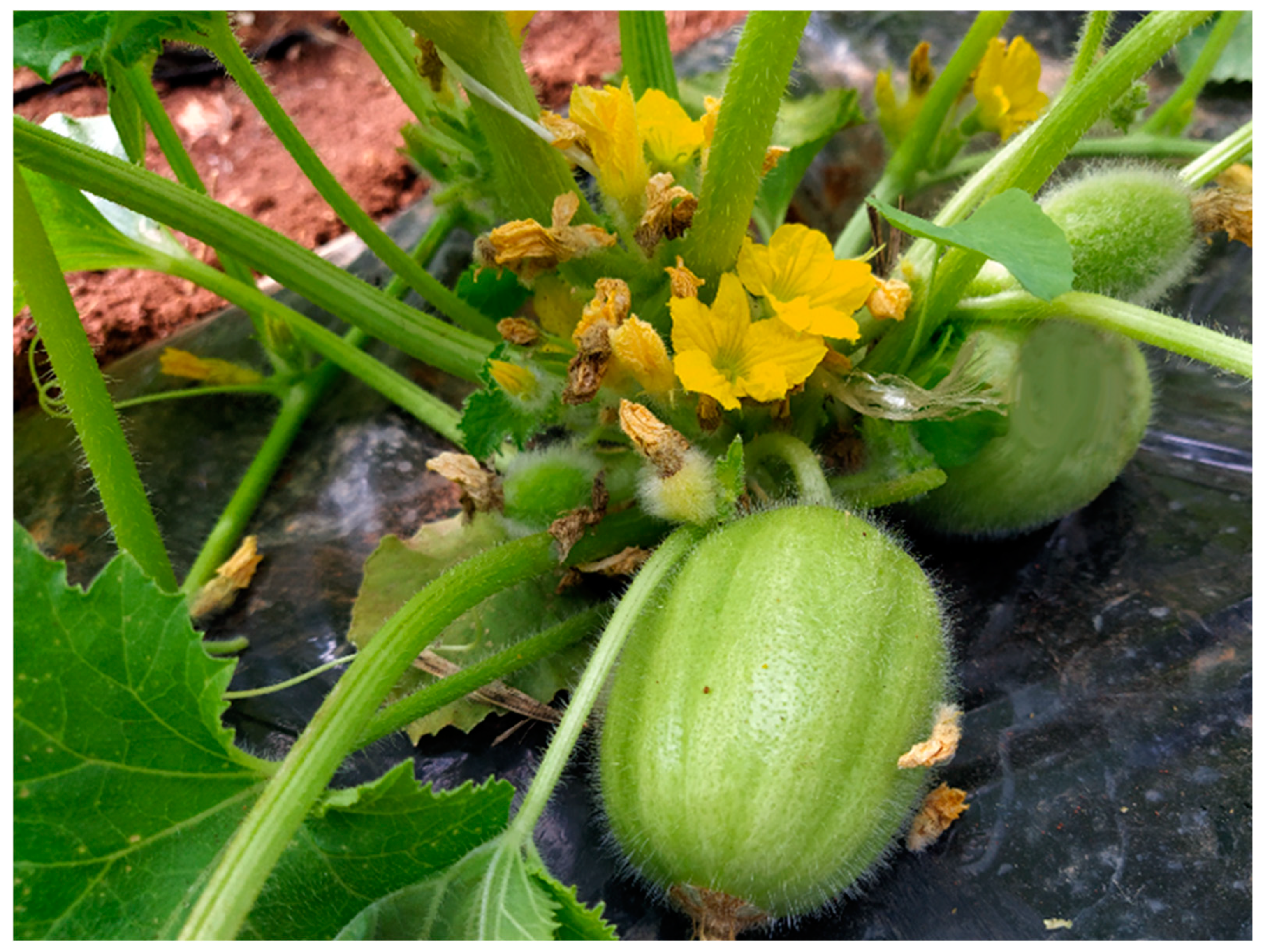 Horticulturae 11 00344 g002 Horticulturae 11 00344 g002