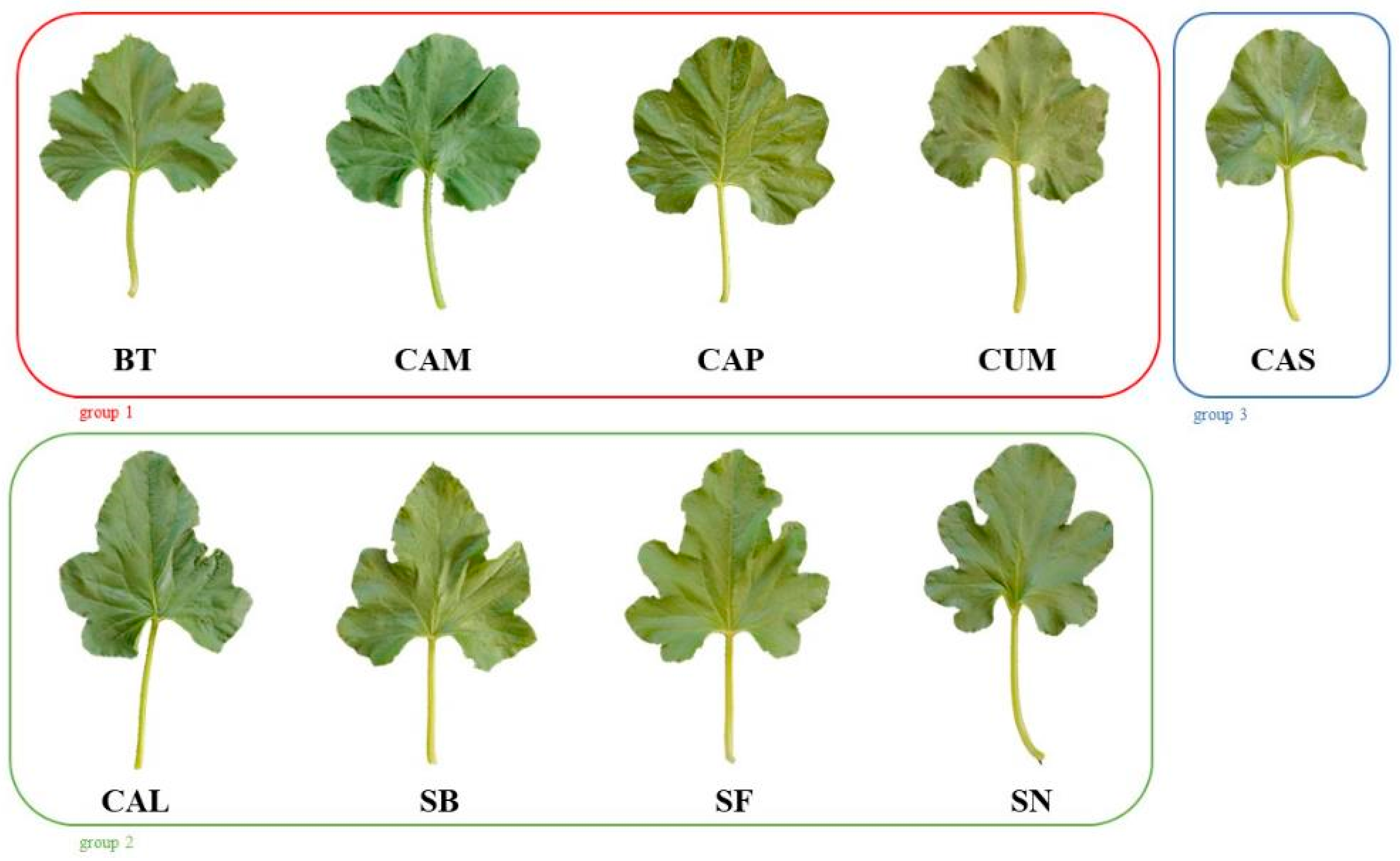 Horticulturae 11 00344 g005 Horticulturae 11 00344 g005