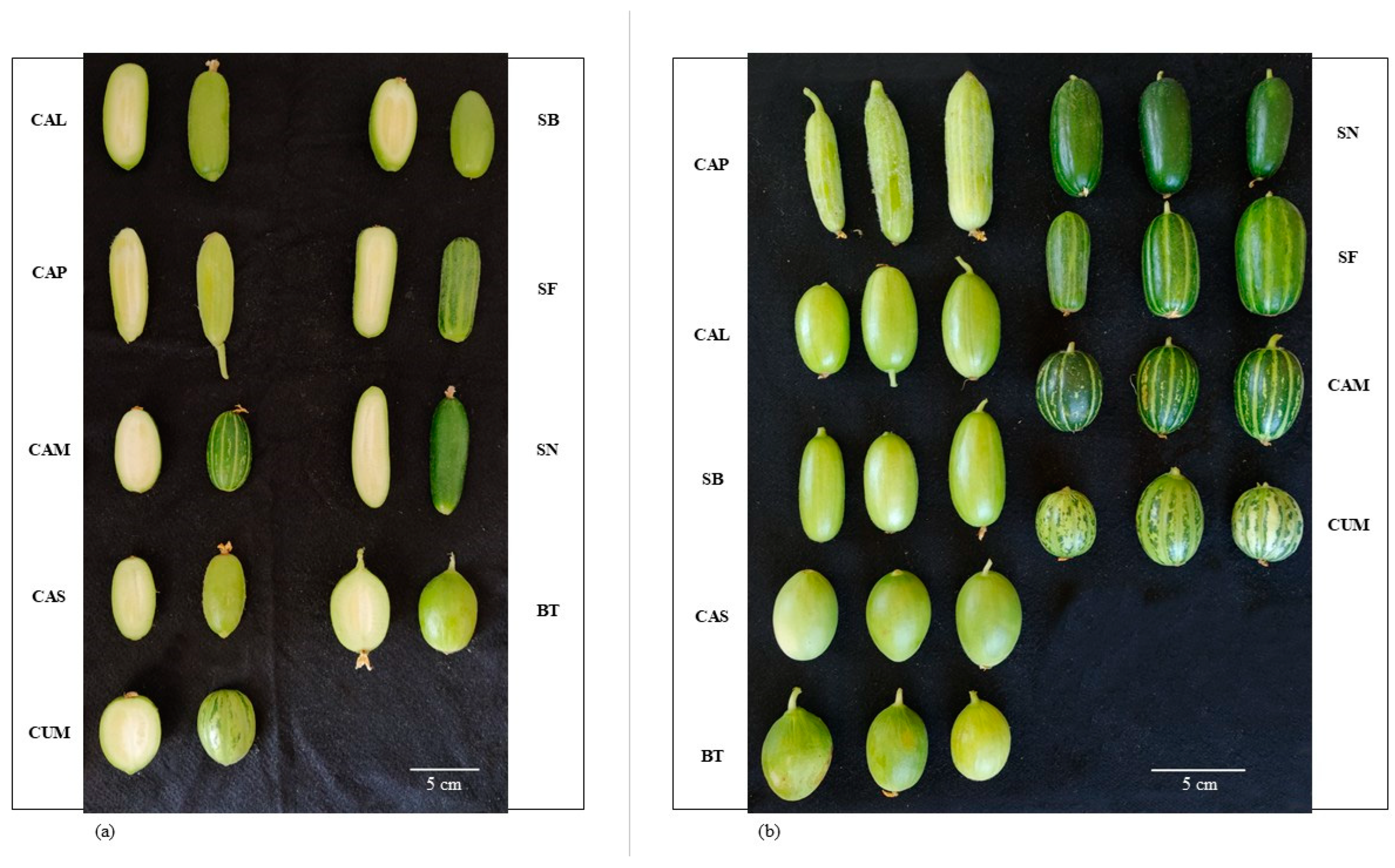 Horticulturae 11 00344 g006 Horticulturae 11 00344 g006