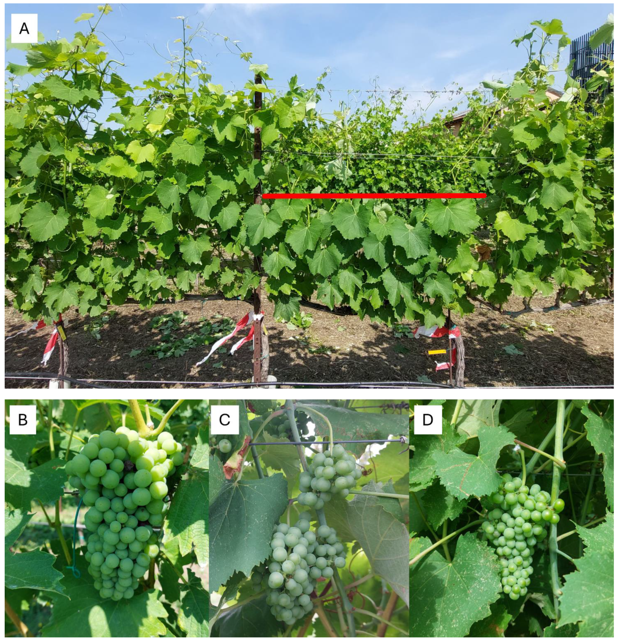 Horticulturae 11 00346 g002