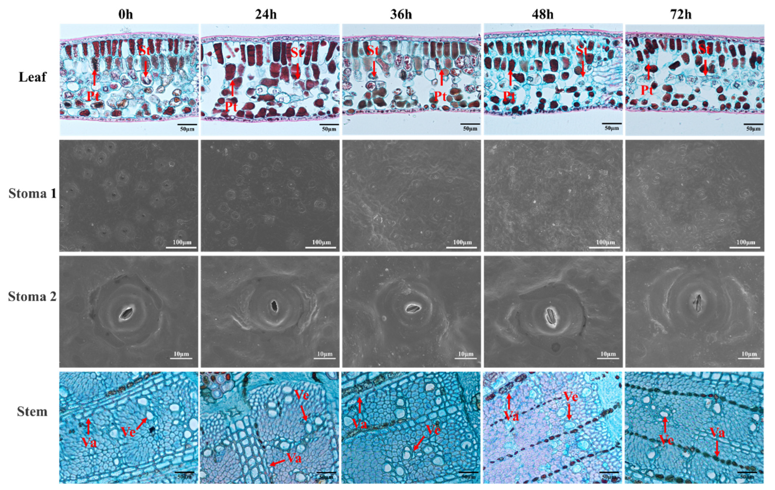 Horticulturae 11 00347 g002