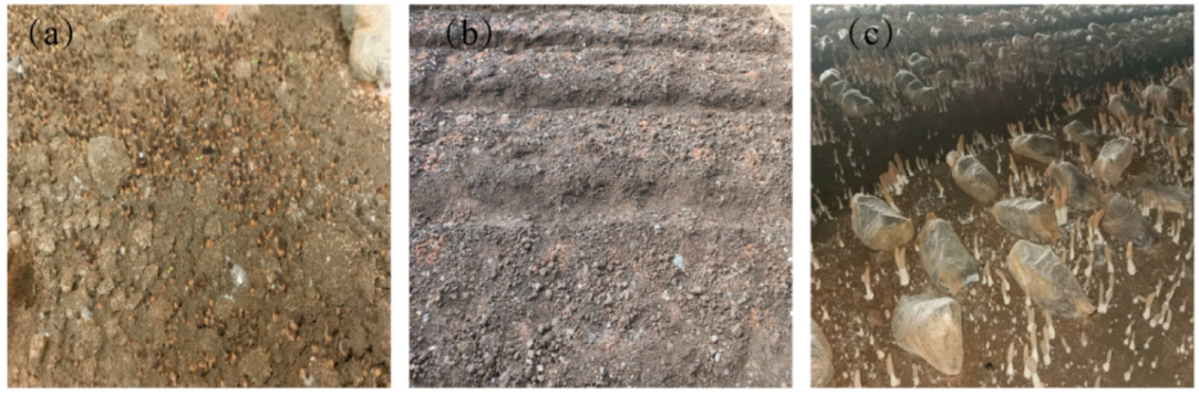 Horticulturae 11 00356 g001