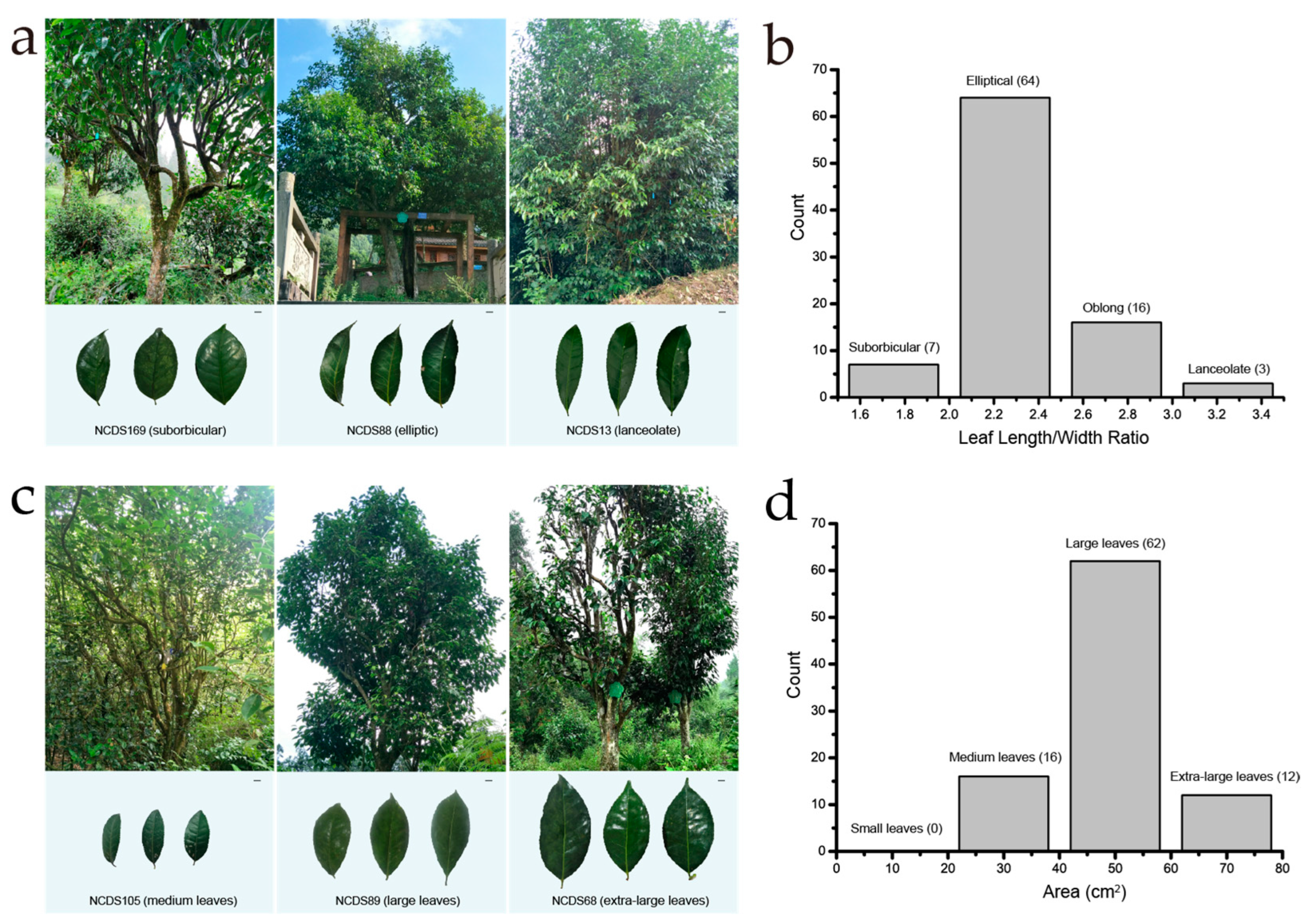 Horticulturae 11 00360 g002