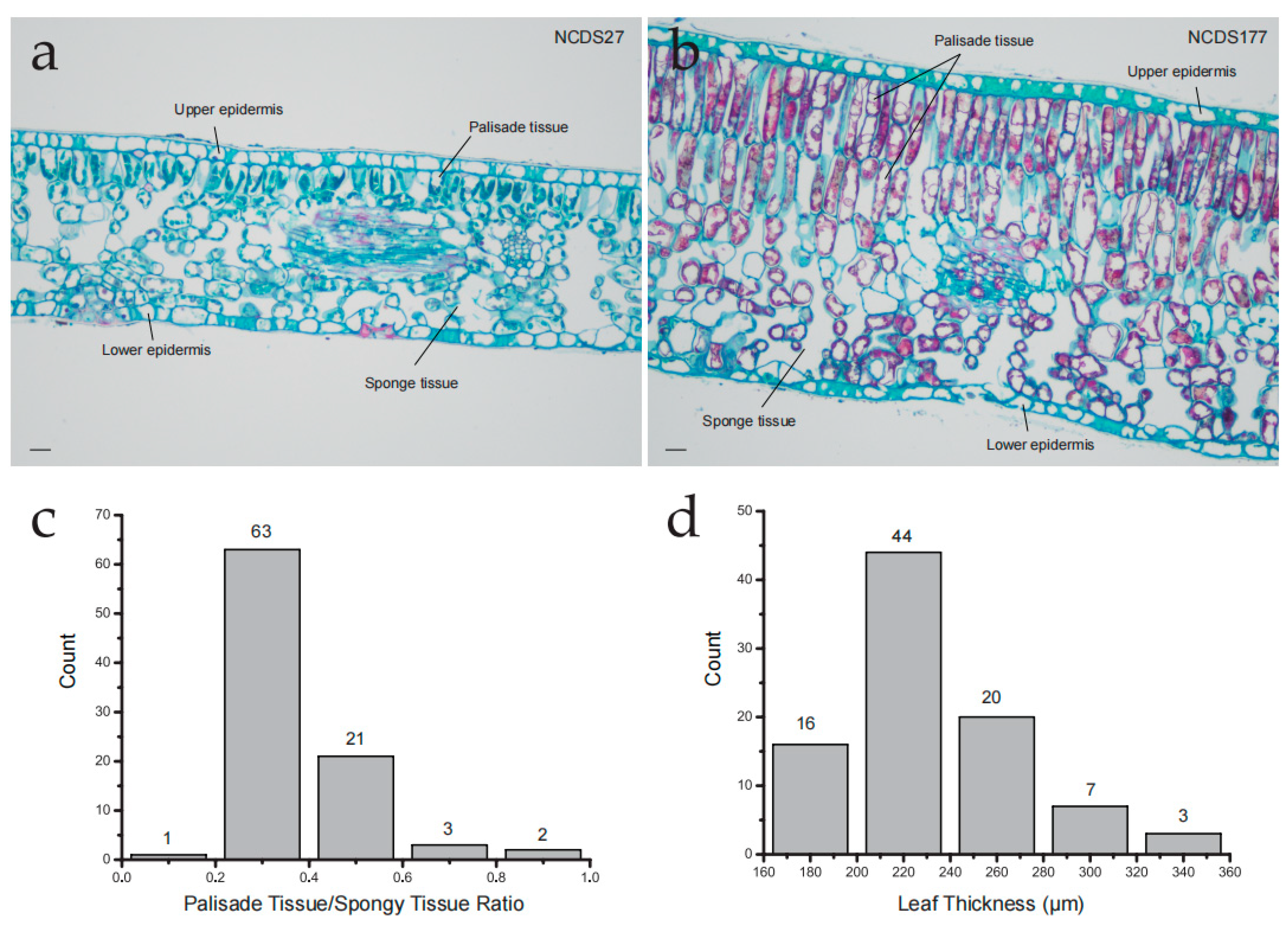 Horticulturae 11 00360 g003