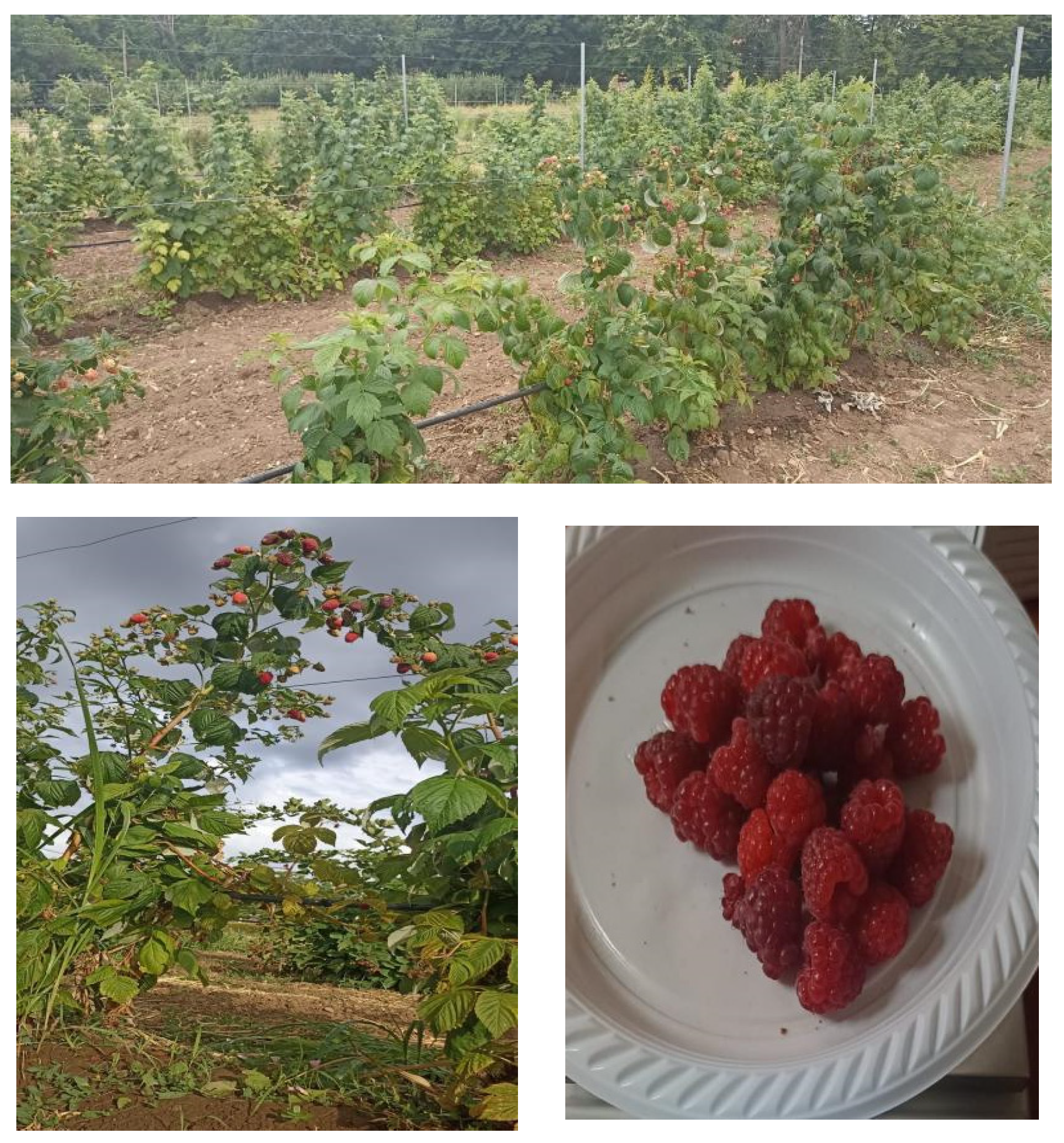 Horticulturae 11 00369 g002