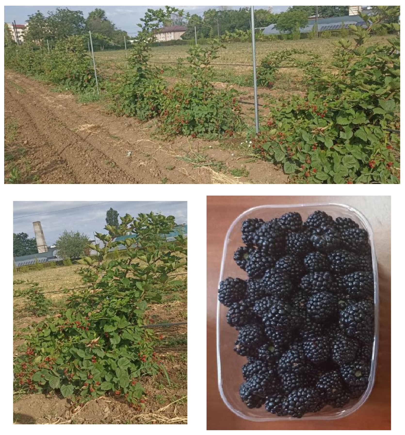 Horticulturae 11 00369 g003