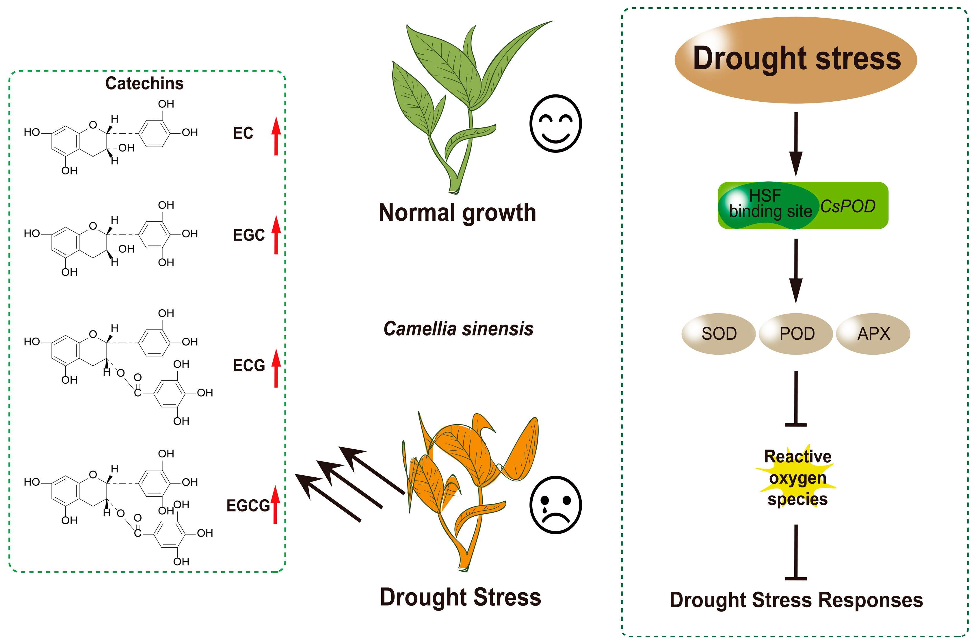 Horticulturae 11 00373 g006