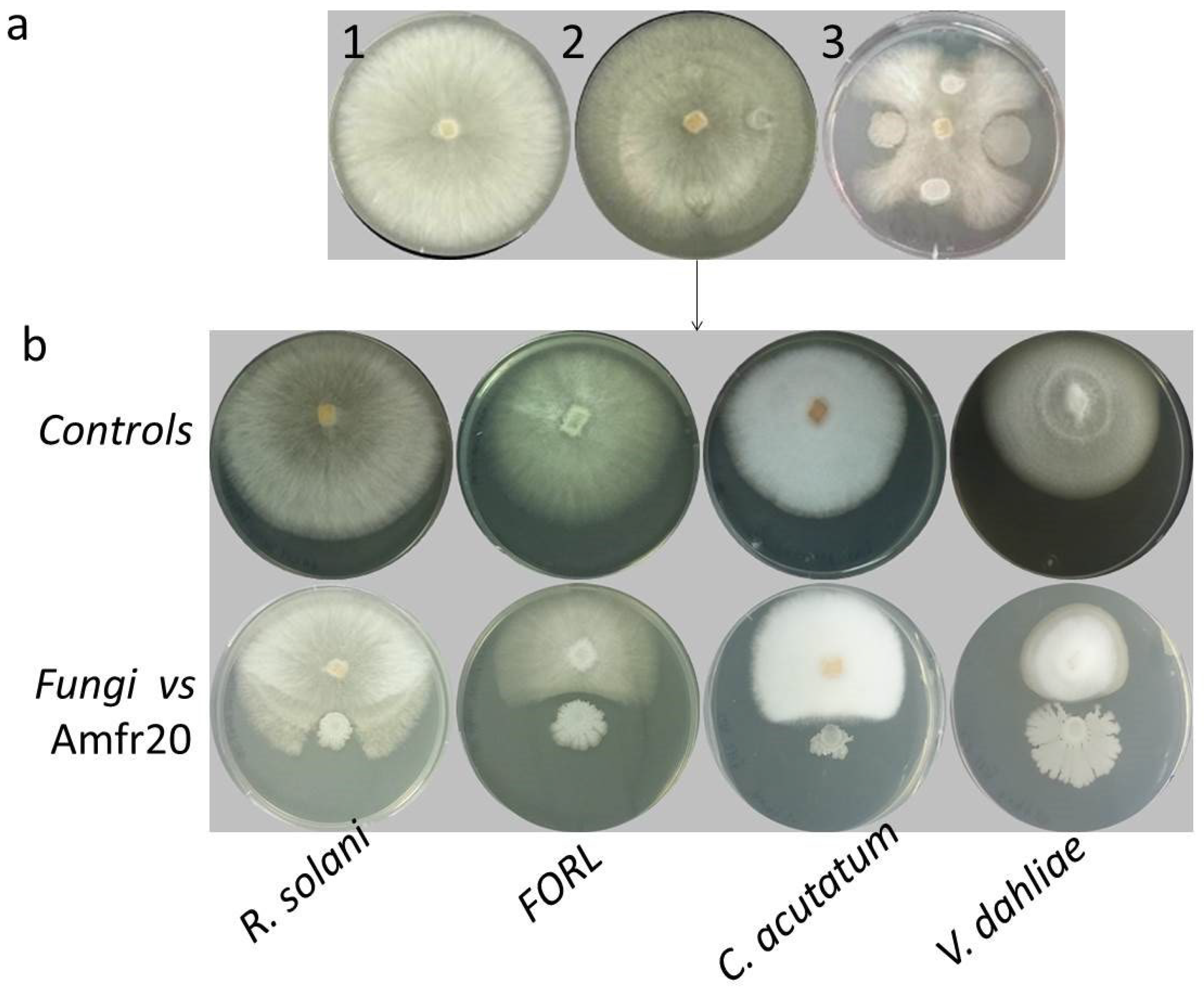 Horticulturae 11 00384 g001