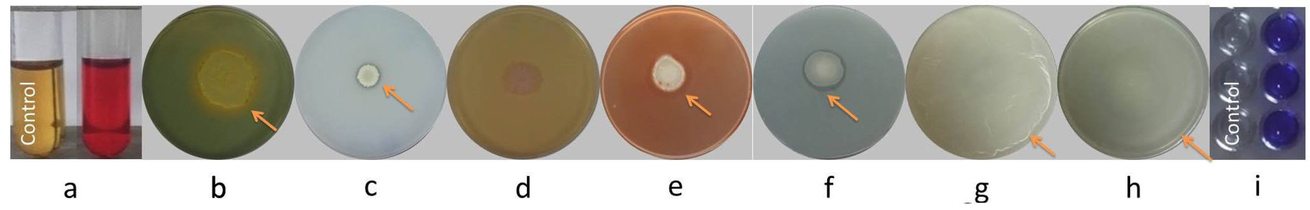 Horticulturae 11 00384 g002