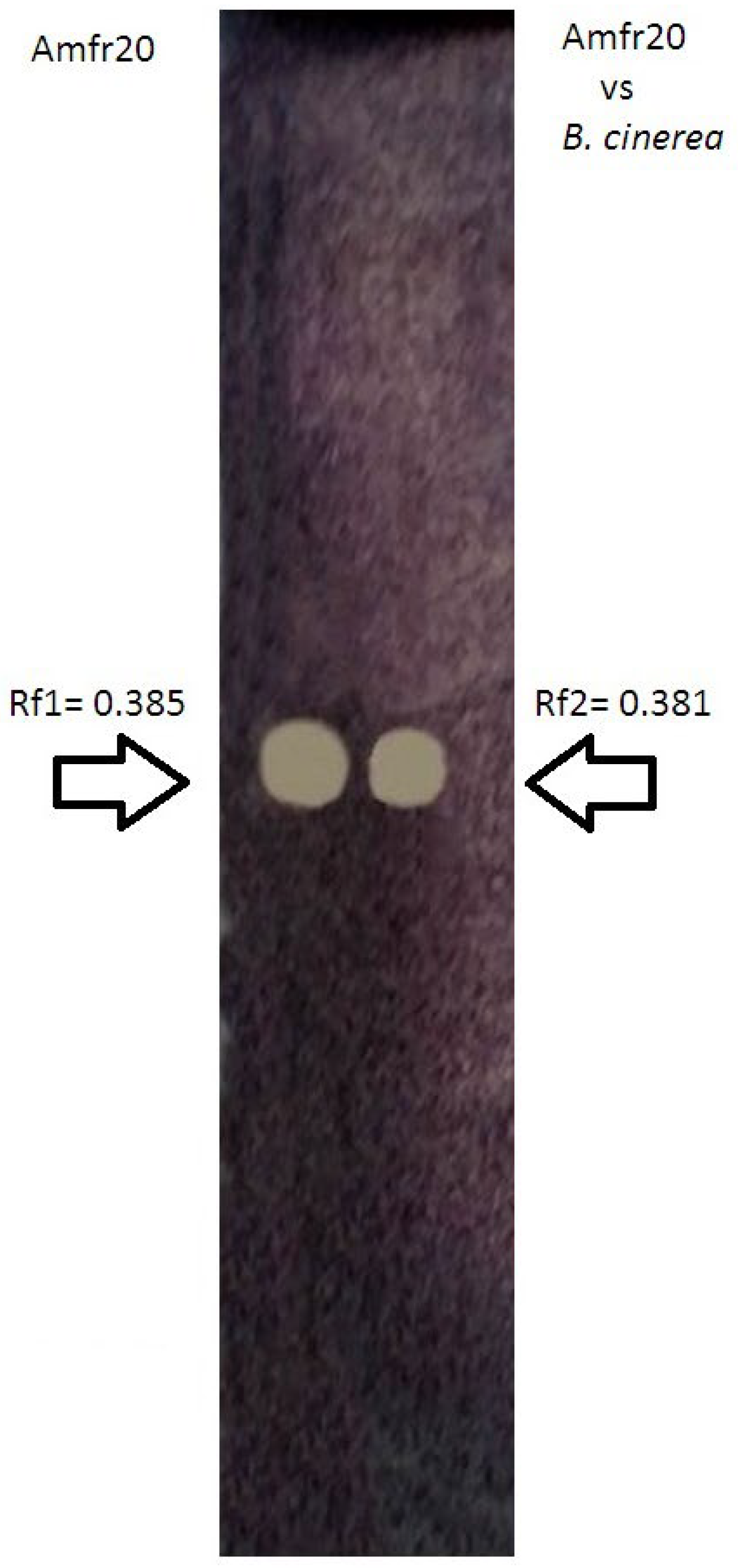 Horticulturae 11 00384 g009