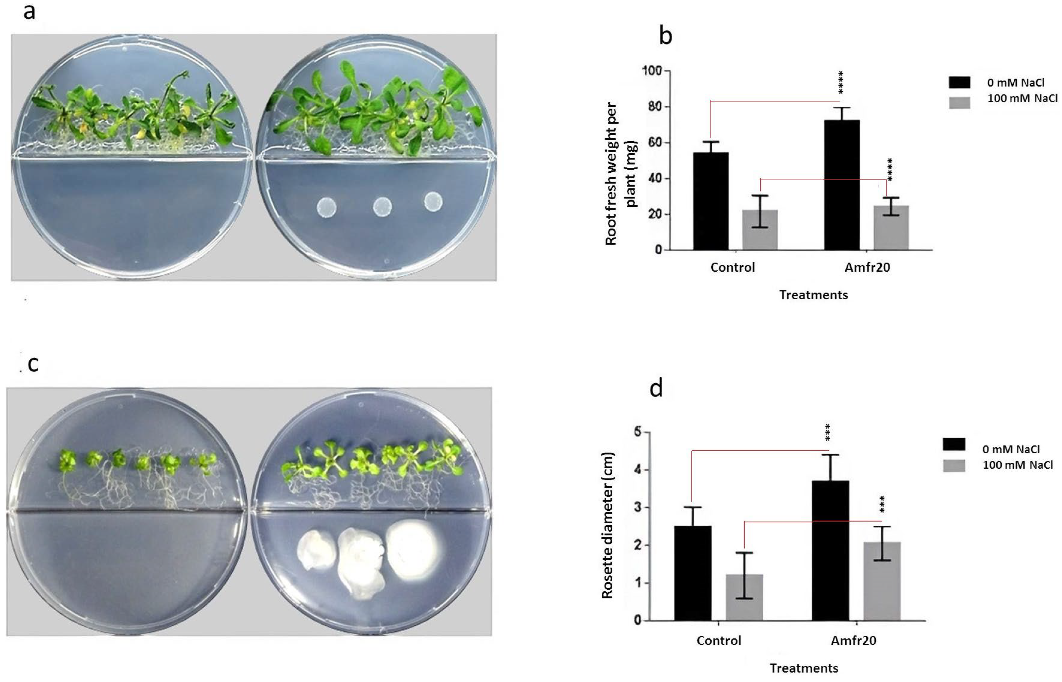 Horticulturae 11 00384 g011